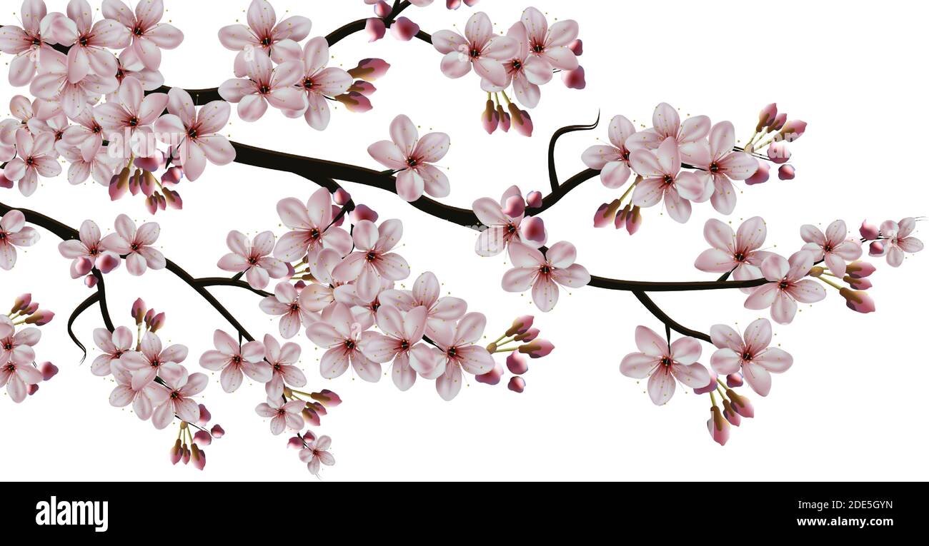Vektor realistisch isoliert Illustration auf weißem Hintergrund, Sakura blühenden Zweig mit Blumen. Stock Vektor