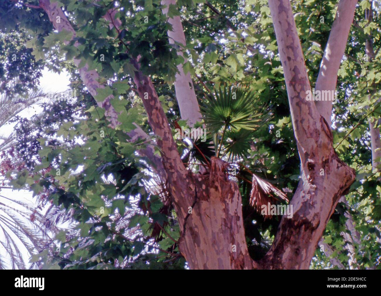 Reportage Sizilien, Italien, 1992, Palermo, Botanischer Garten (gescannt von Agfachrome Dia) Stockfoto