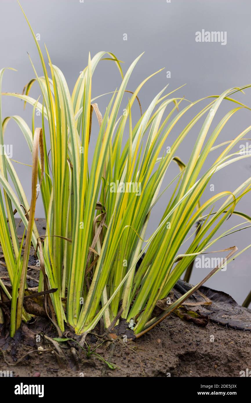 Schwertfrmige grasbewachsene Bltter der gelb gefrbten winterharten  marginalen aquatischen Staude, Acorus gramineus 'Ogon' Stockfotografie -  Alamy