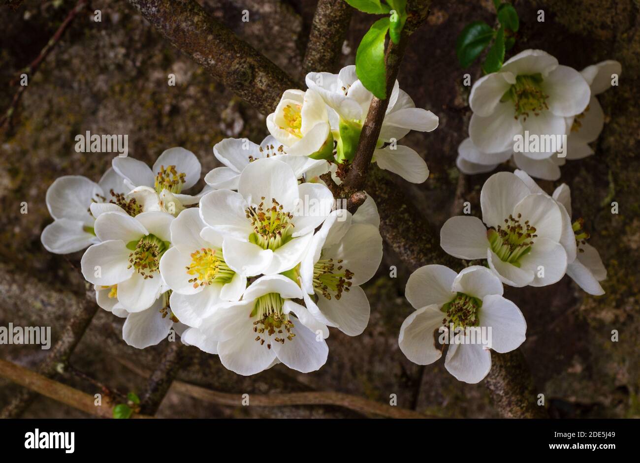 Weiße Einzelblüten des Frühlings blühende japanische Quitte, Chaenomeles speciosa 'Nivalis' Stockfoto