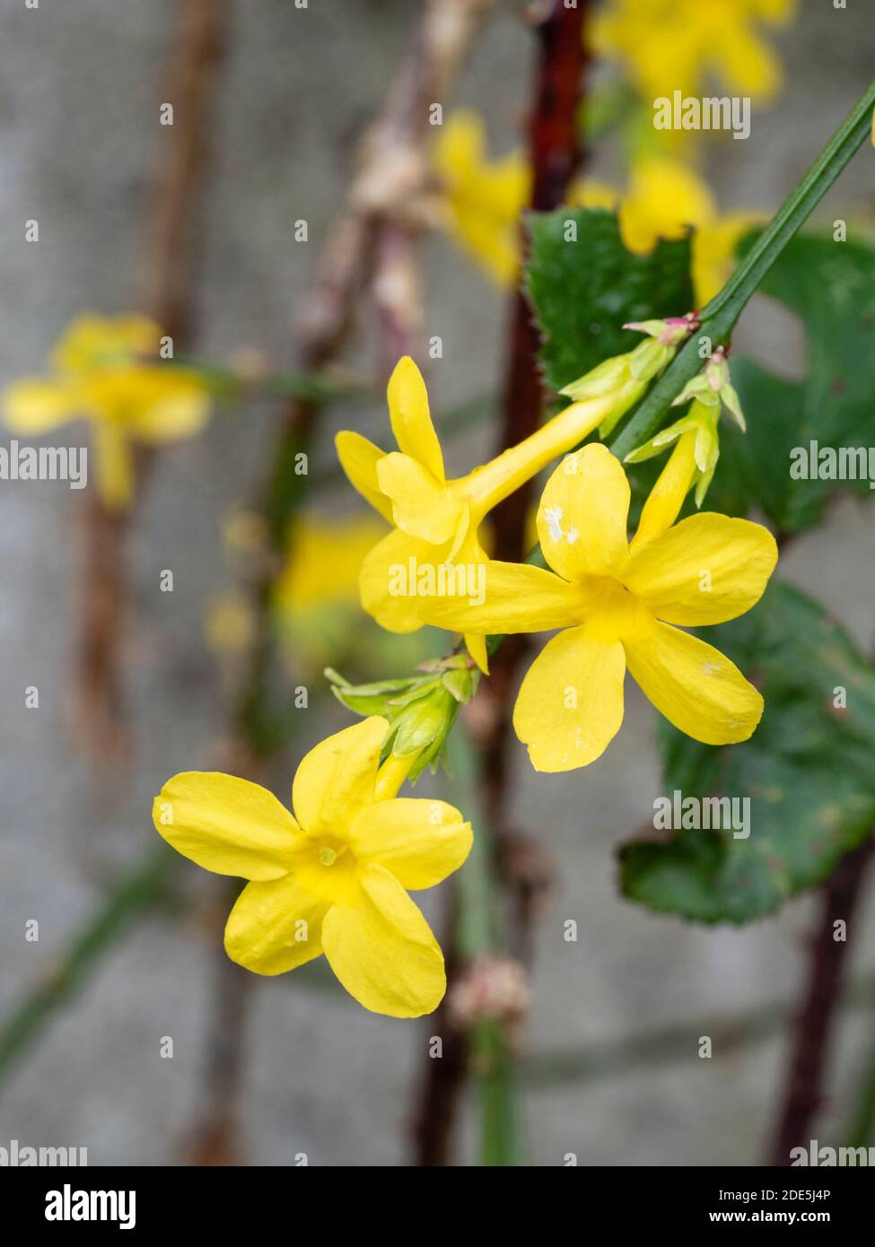 Gelbe Blüten vom Spätherbst bis zum Winter blühender Winterjasmin, Jasminum nudiflorum Stockfoto