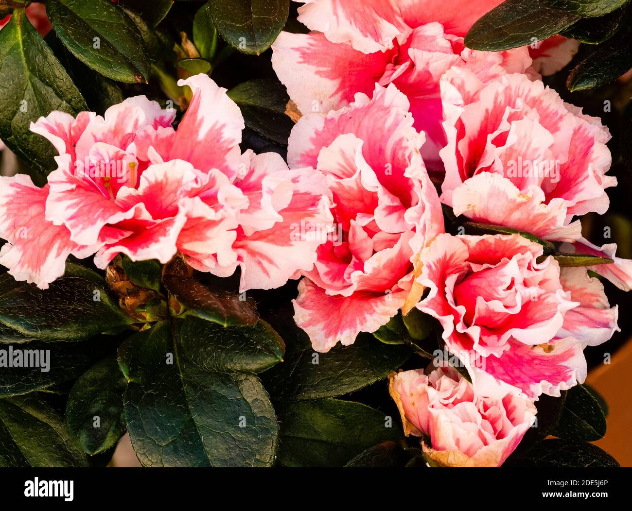 Gekräuselte Korallen rosa und weiße Doppelblüten der zarten Winterblüte immergrüne Haus- und Gewächshauspflanze, Rhododendron simsii 'Inga' Stockfoto
