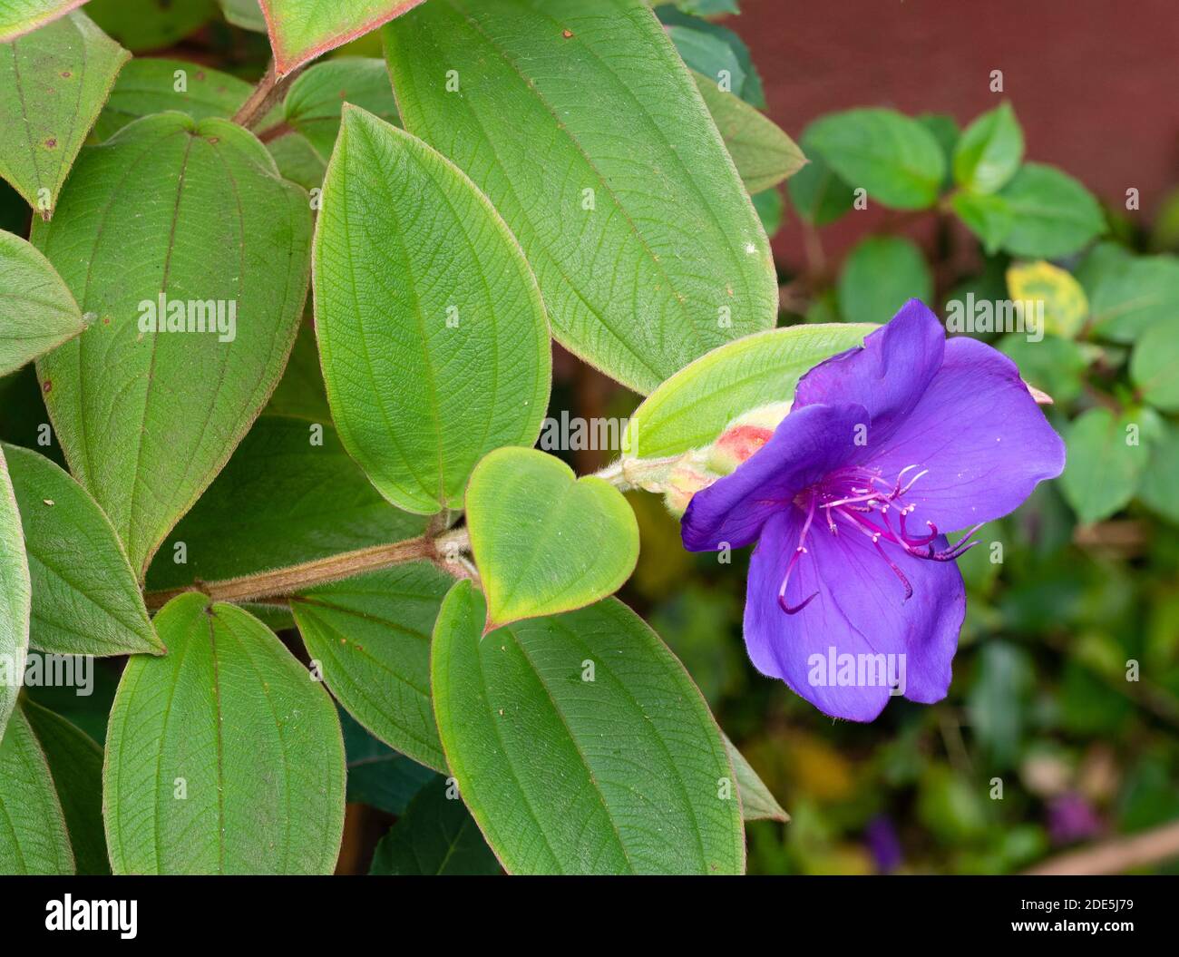 Violette Blüten und samtiges Laub vom Spätherbst bis zum Winter blühender zarter Strauch, Tibouchina organensis Stockfoto