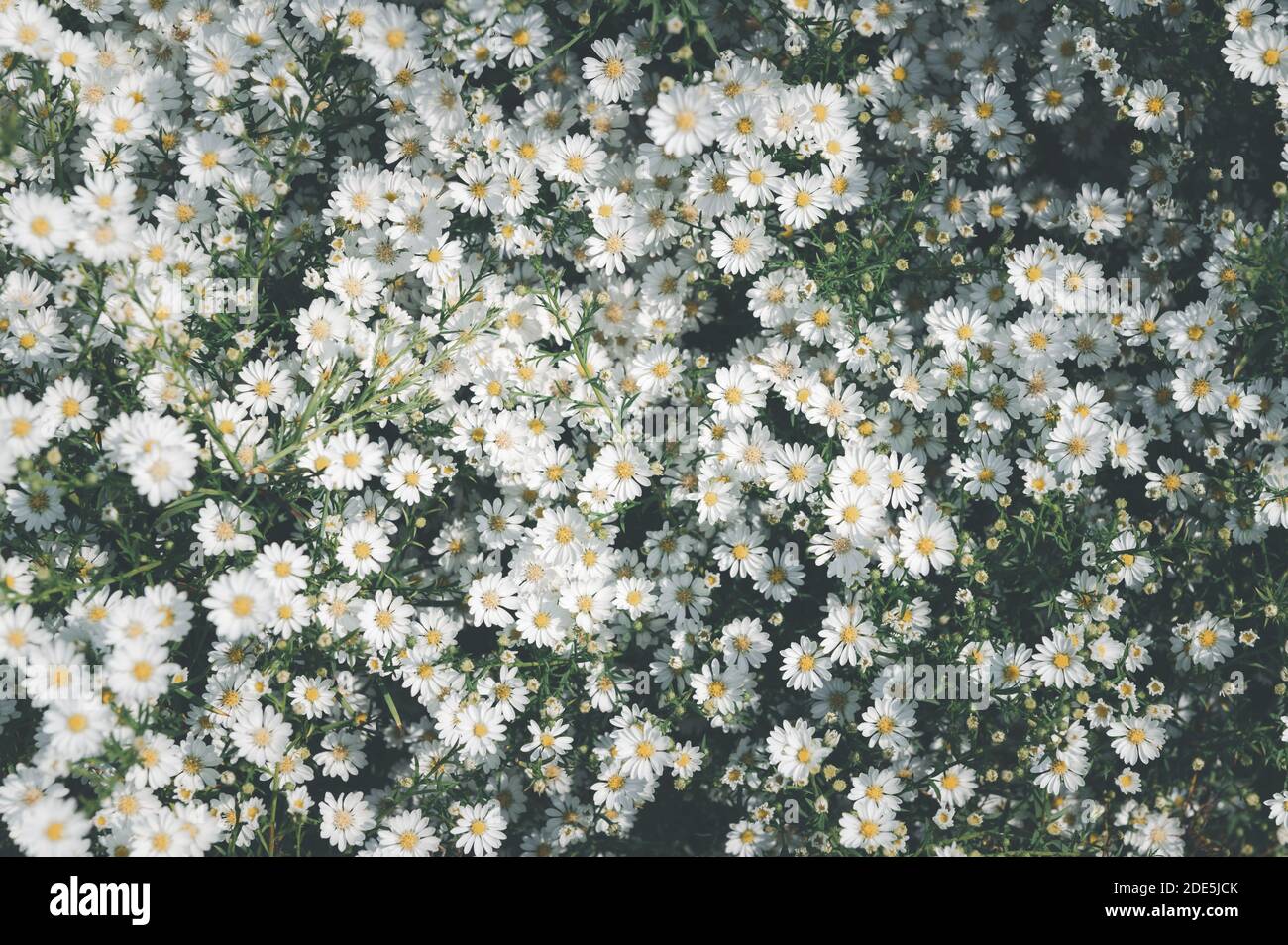 Schöne schöne Blüte Gänseblümchen Blumen Hintergrund. Draufsicht und vintage Ton Stockfoto