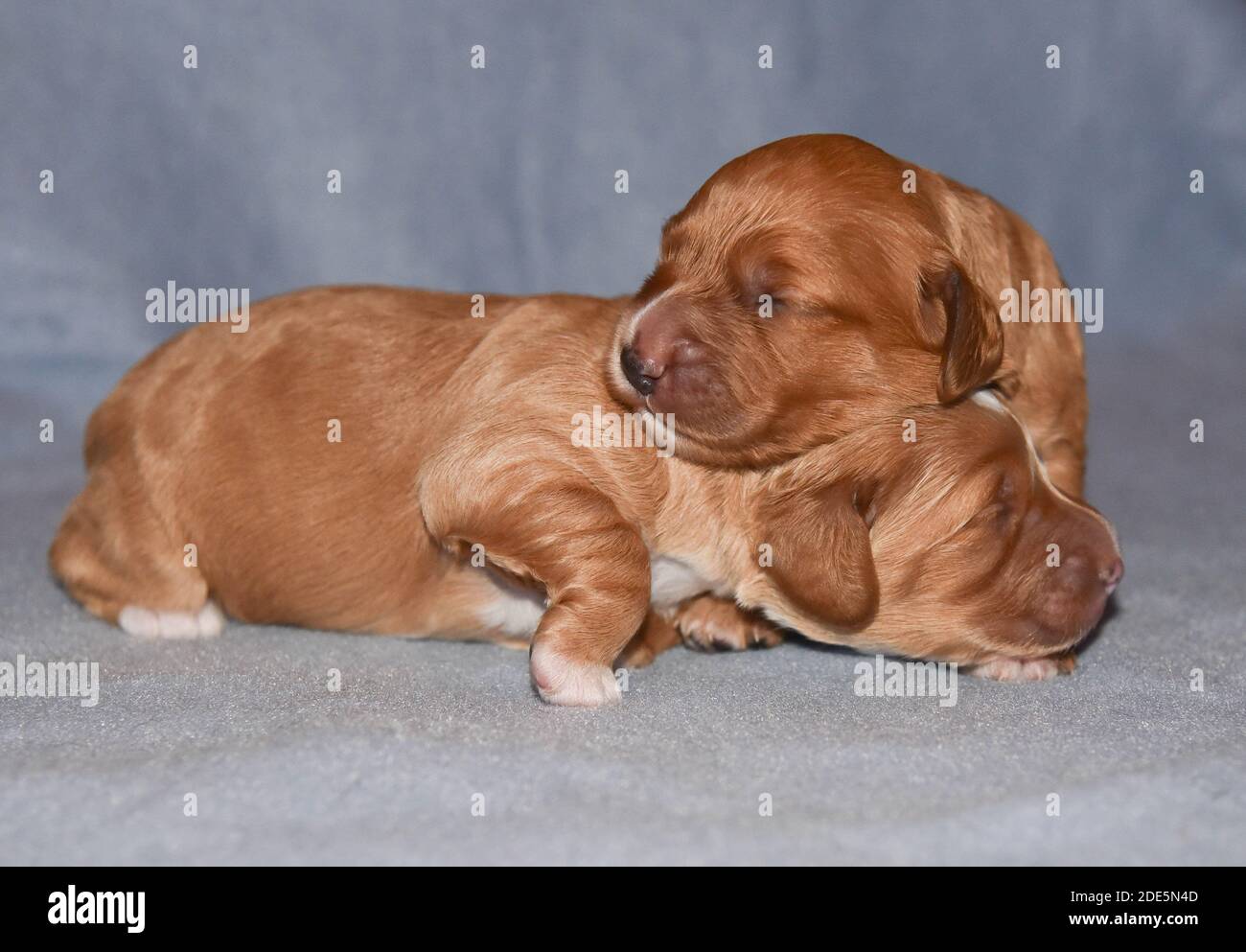 Eine Woche alte goldrote niedliche Kakadu Welpen Stockfoto