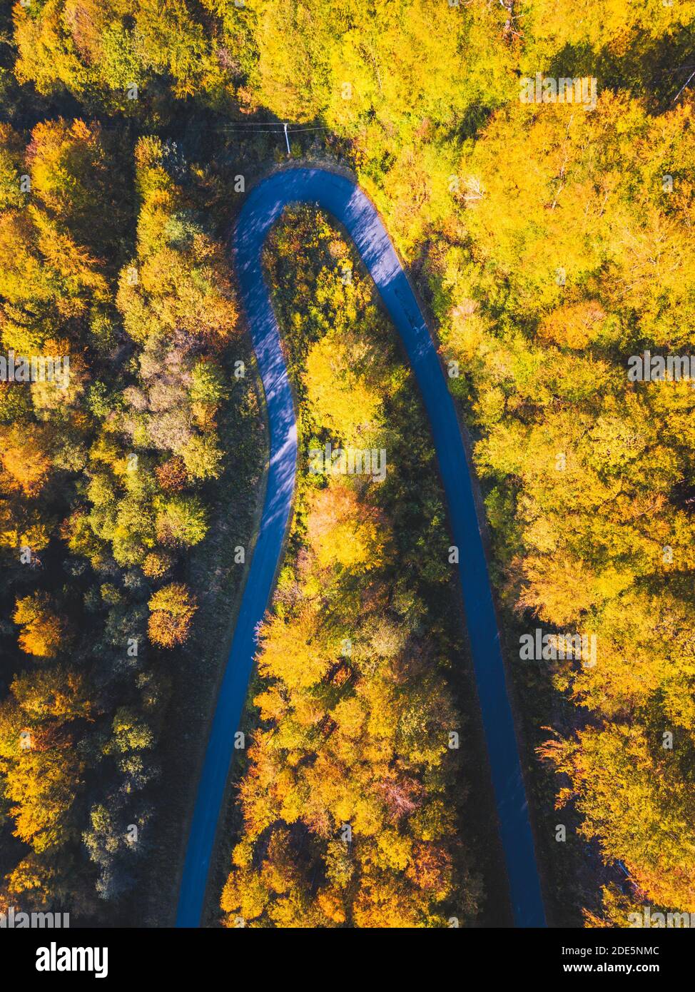 Straße im Wald. Subcarpathia, Polen. Stockfoto