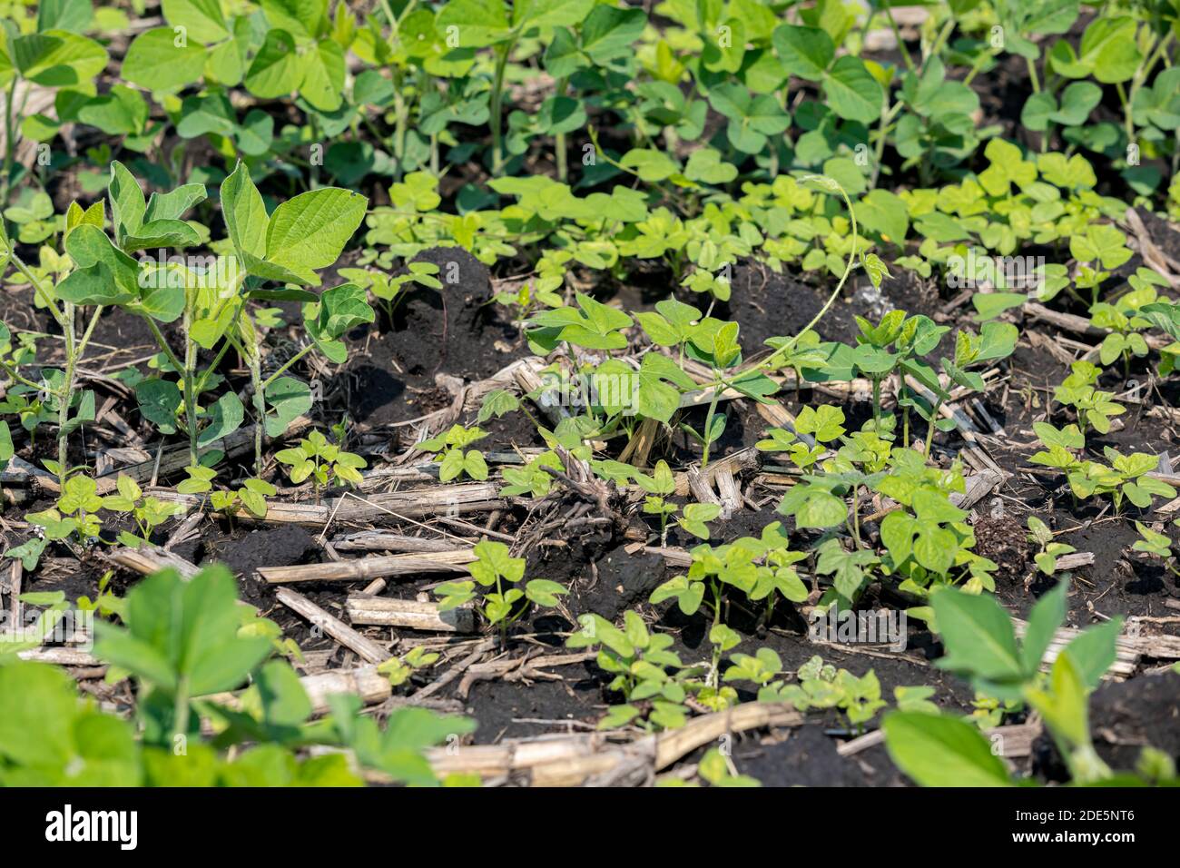 Efeu-Blatt Morgen Glory Weintraube wächst in Reihen von Sojabohnen Feld. Konzept der landwirtschaftlichen Unkrautbekämpfung und Management mit Herbizid und Anbau Stockfoto