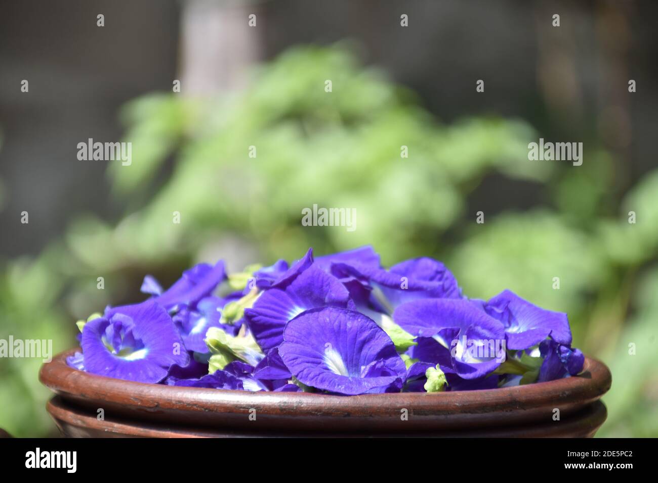 (Seitenansicht) Clitoria ternatea Blumen wird auf einem Tonteller serviert Stockfoto