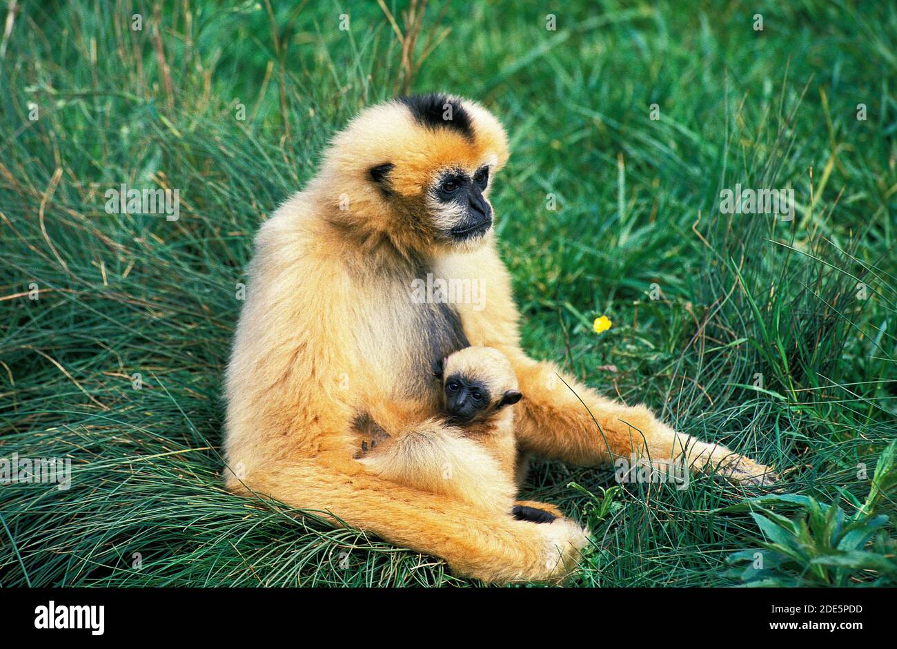 Concolor Gibbon oder White Cheeked Gibbon, hylobates concolor, Weiblich mit Young sitzend auf Gras Stockfoto