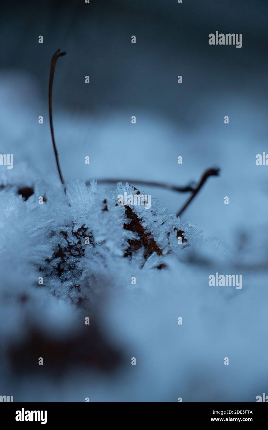 Frostiger Waldboden Stockfoto
