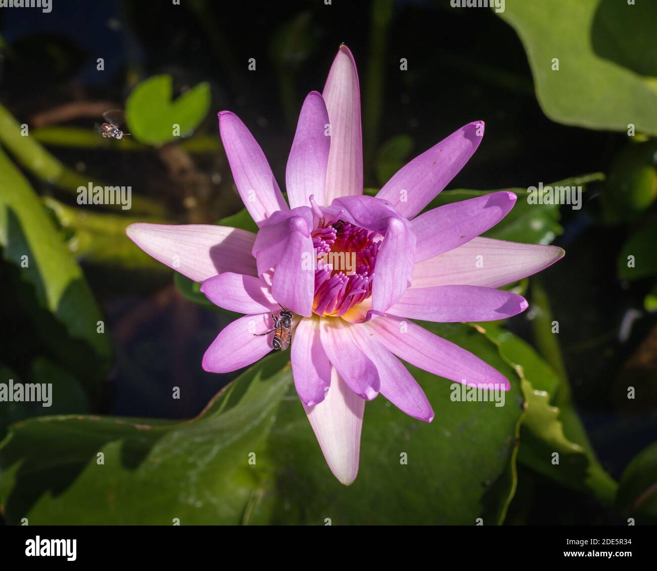 Bienen bestäuben eine rosa Lotusblume. Die Lotusblume ist Symbol des Glücks im Buddhismus, die aufsteigt und über dem Murk blüht, um Erleuchtung zu erlangen. Stockfoto