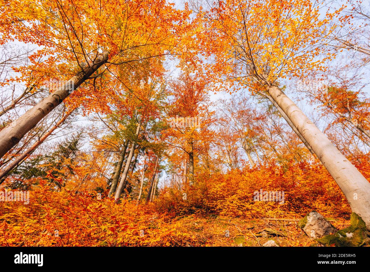 Wald im Nationalpark Karkonosze. Jelenia Gora, Niederschlesien, Polen. Stockfoto