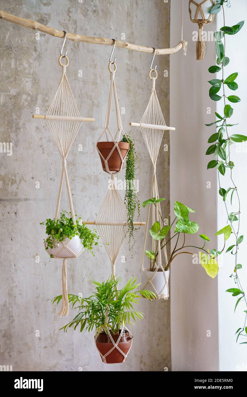 Handgemachte Baumwolle Macrame Pflanzen hängen Kleiderbügel aus Holz Zweig über graue Wand zu Hause. Liebe zu Zimmerpflanzen, Hobby. Stockfoto