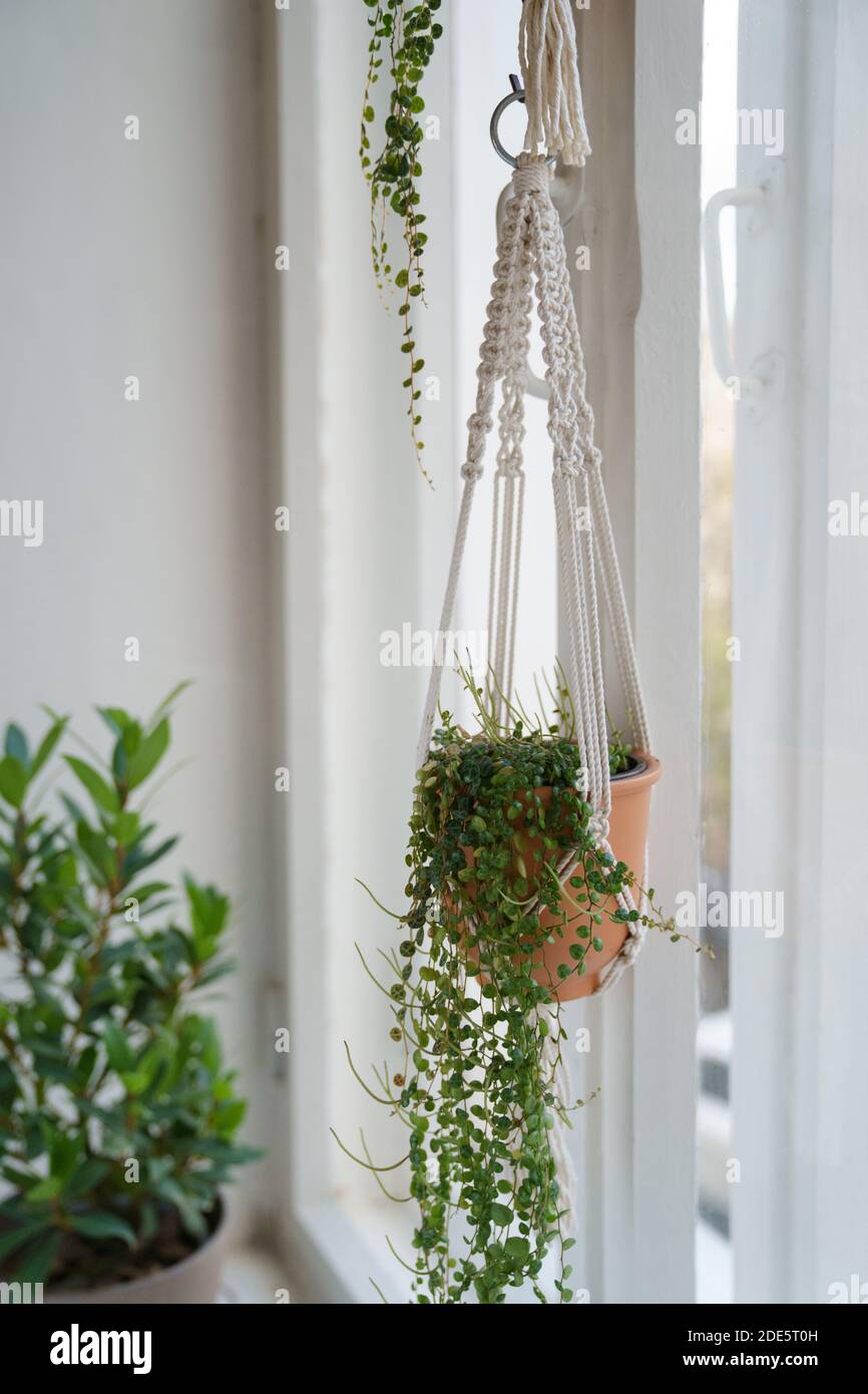 Handgemachte Baumwolle Macrame Pflanze Kleiderbügel hängend aus dem Fenster im Wohnzimmer. Liebe für Zimmerpflanzen, ein Hobby. Stockfoto