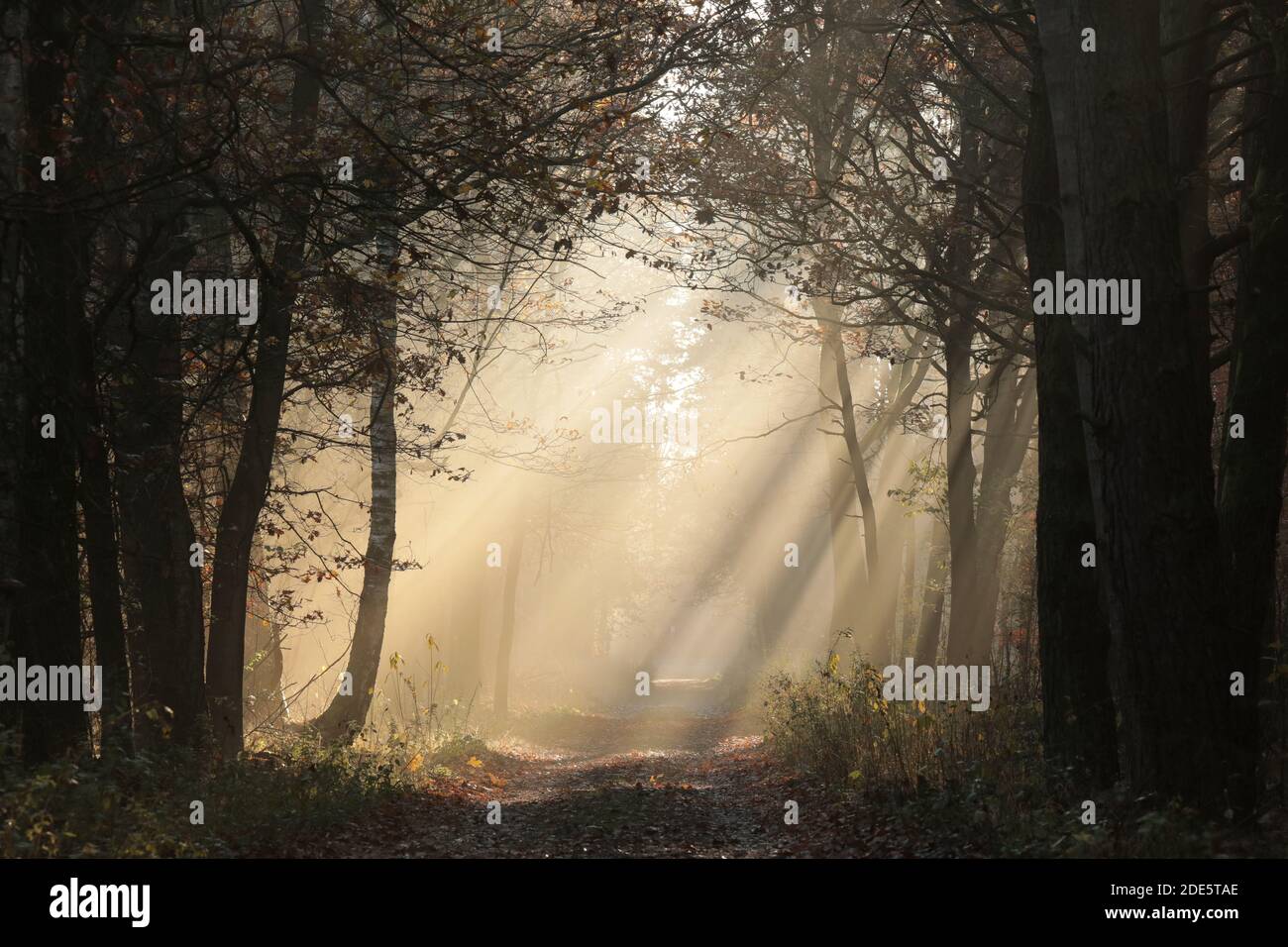 Landstraße durch den Herbstwald an einem nebligen Morgen Stockfoto