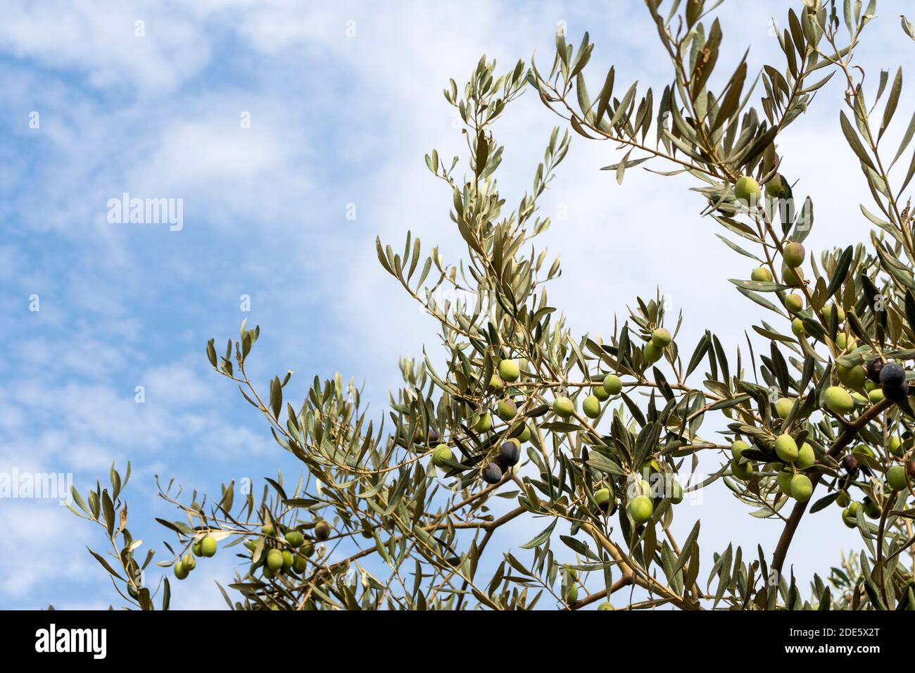Olivenbaum (olea europaea) mit grünen Oliven auf Ästen Stockfoto