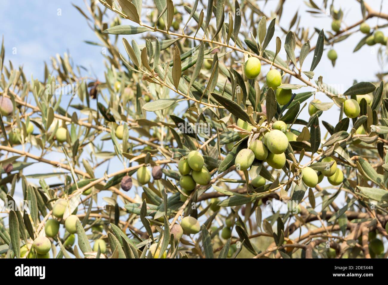 Olivenbaum (olea europaea) mit grünen Oliven auf Ästen Stockfoto