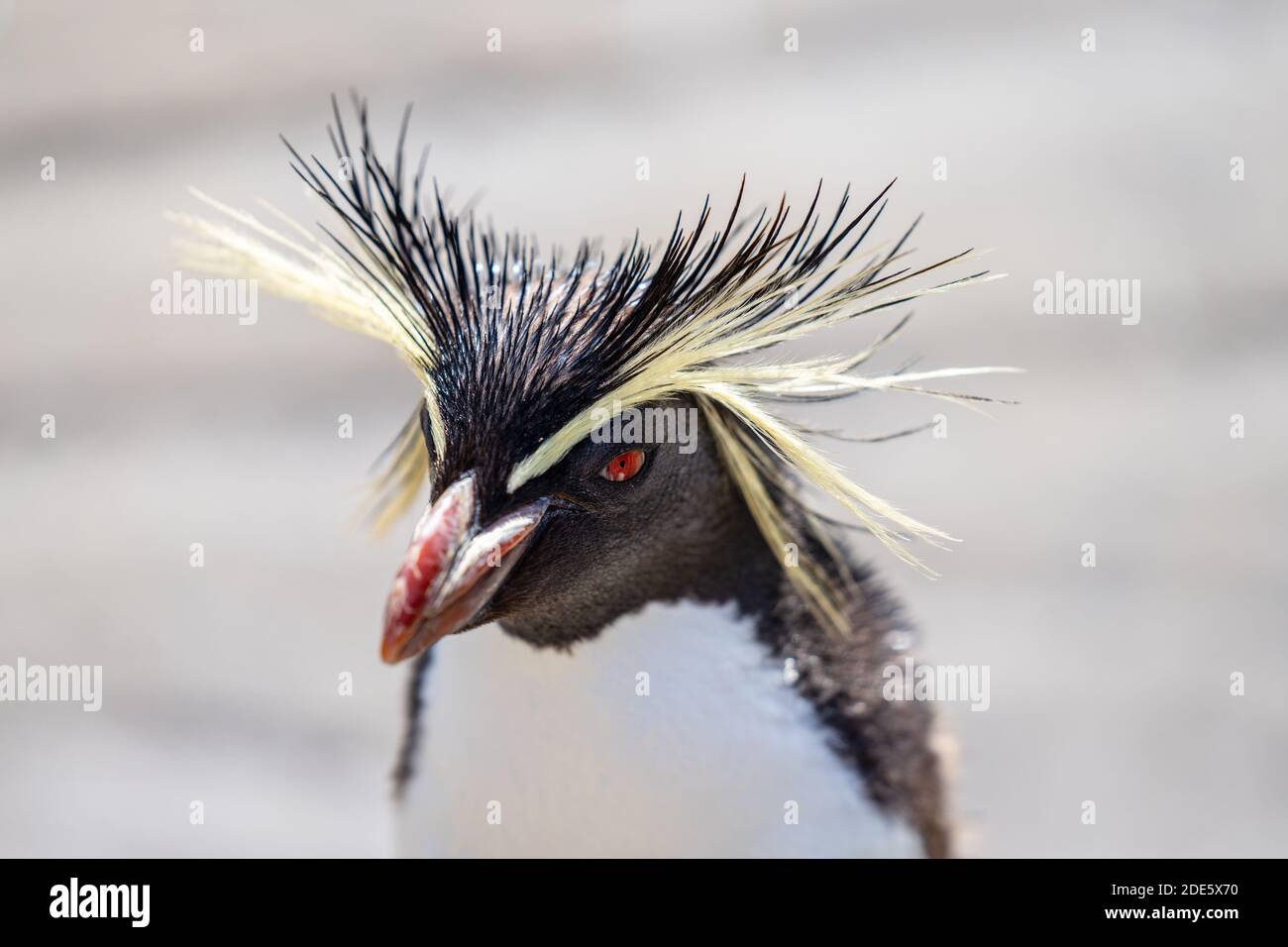 Northern rockhopper Penguin, Moseleys rockhopper Penguin, oder moseleys Pinguin Stockfoto