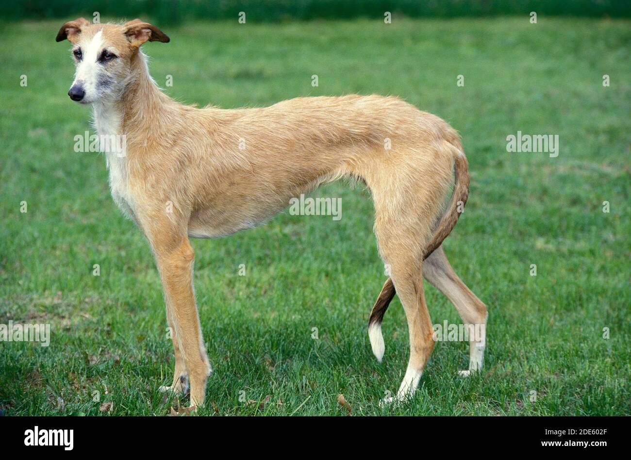 Spanische Wire Haired Galgo oder spanischen Windhund, Erwachsene stehen auf dem Rasen Stockfoto