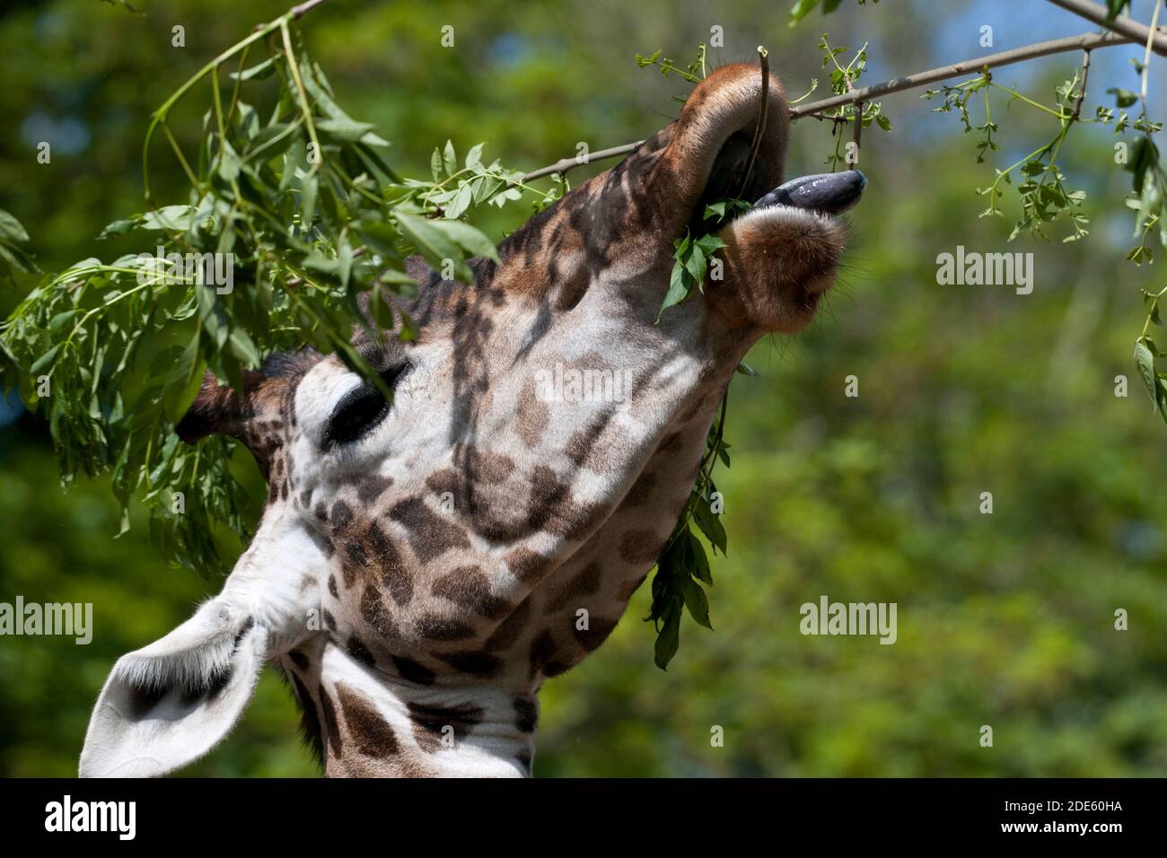 Rothschilds Giraffe, die aus EINER Zweigstelle isst Stockfoto