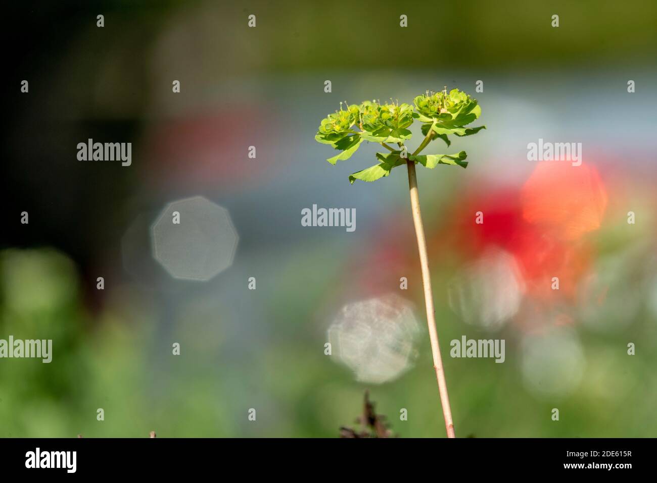 Kleine und zarte grüne Blume mit einem bunten Bokeh Hintergrund An einem hellen Frühlings- oder Sommertag Stockfoto