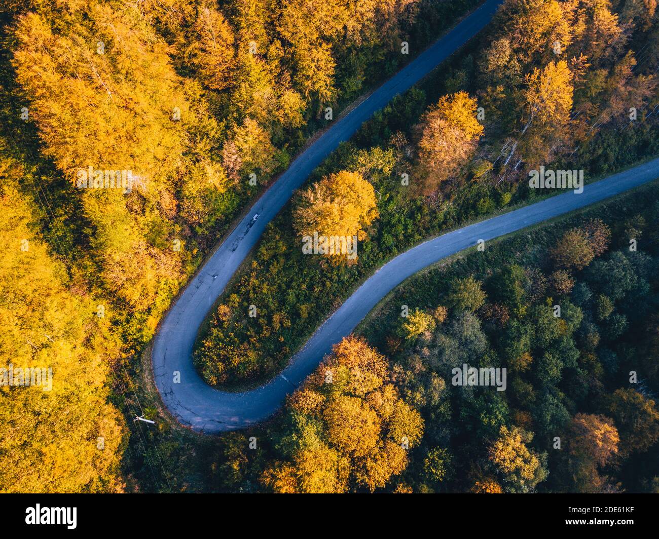 Straße im Wald. Subcarpathia, Polen. Stockfoto