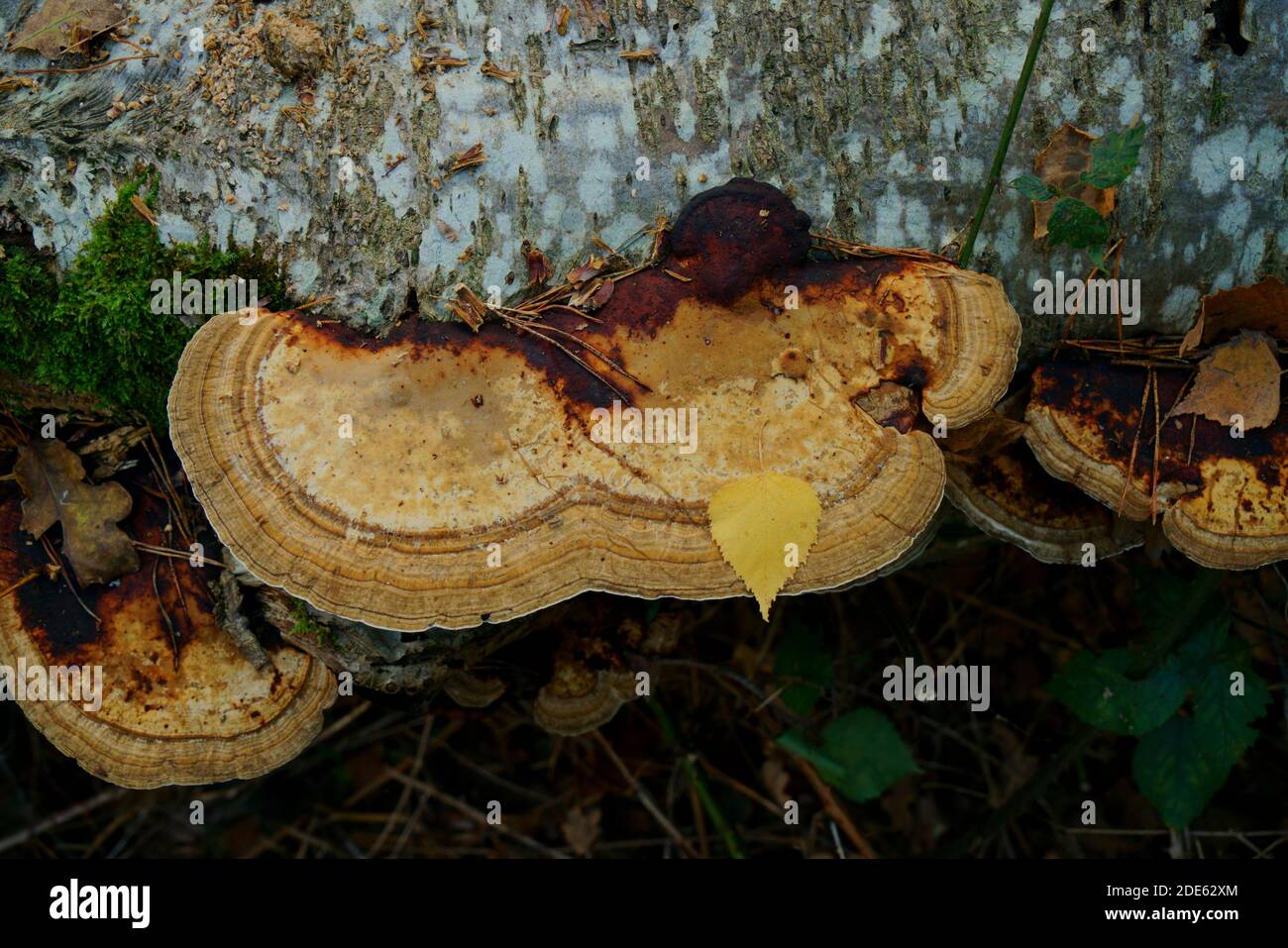 Erröten Klammer Pilze Daedaleopsis confragosa wächst auf einem Log. Stockfoto