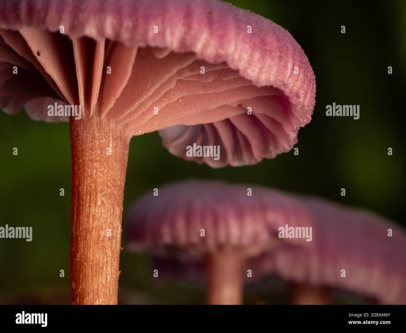 Eine Nahaufnahme eines einzelnen Amethyst-Täuschers (Laccaria amethystina) mit Kiemendetails unter der Kappe. Aufgenommen im englischen Wald. Stockfoto