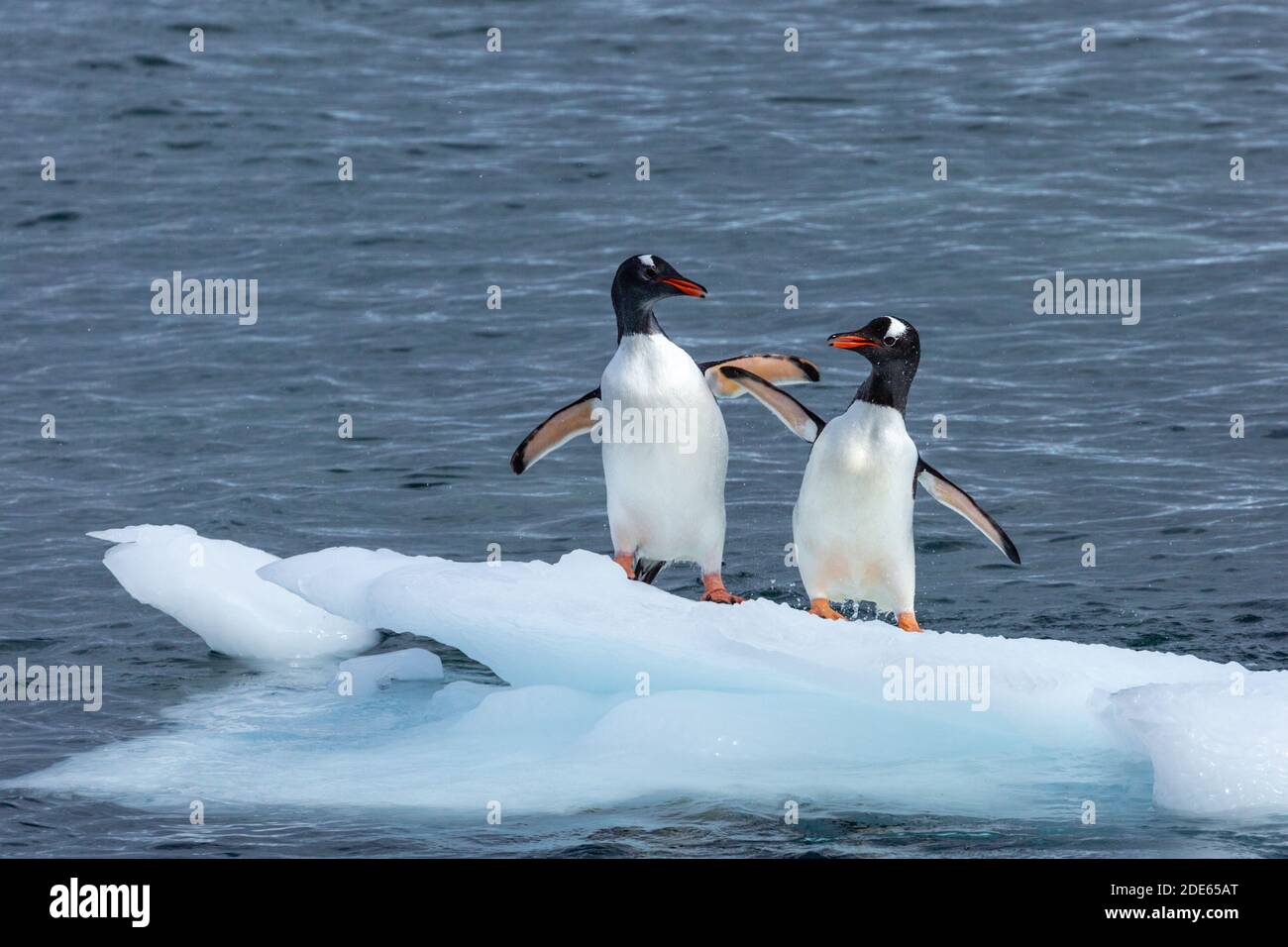 Pinguine im Spiel Stockfoto