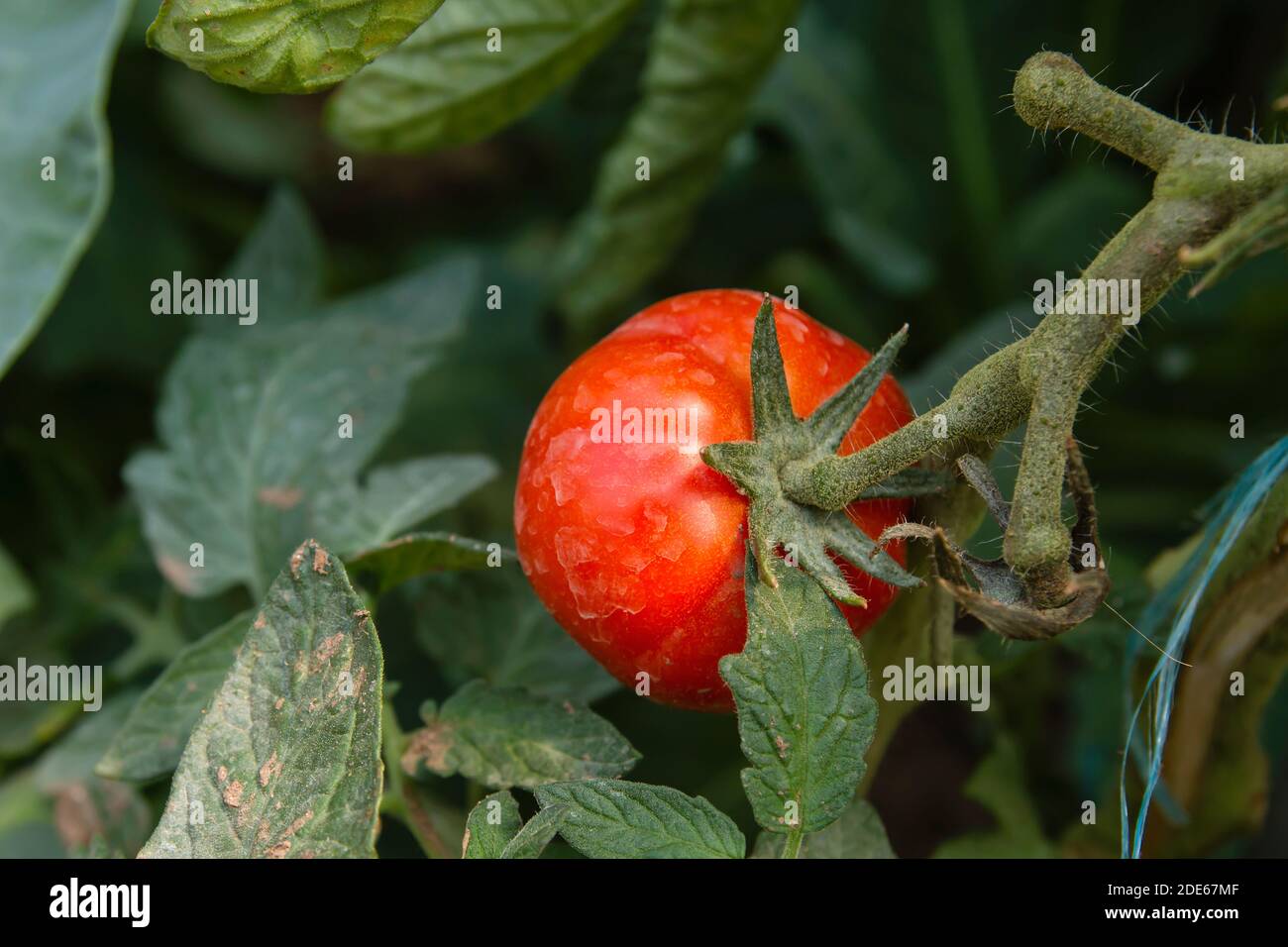 Rote reife Tomaten wachsen im Gemüsegarten Stockfoto