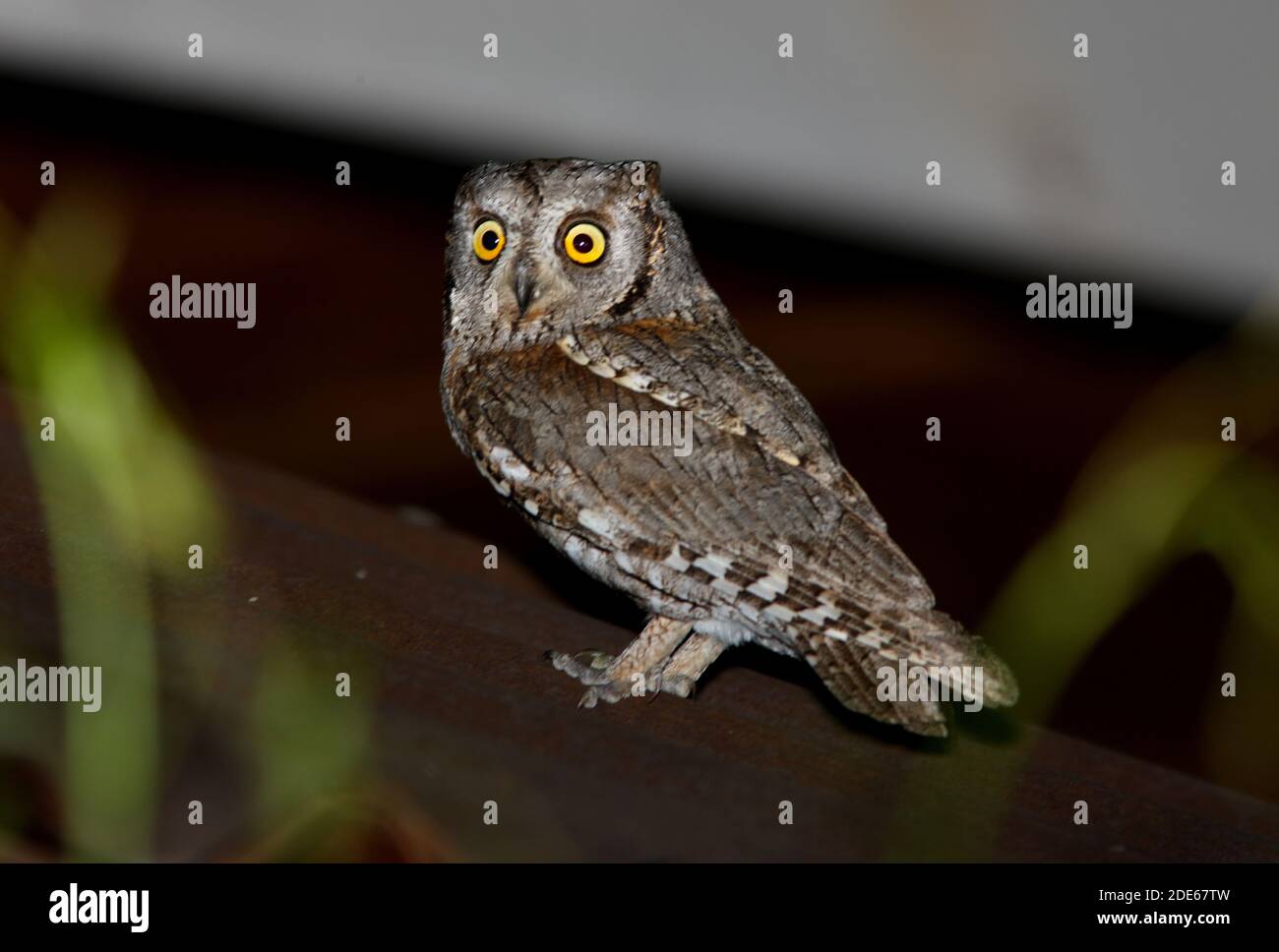 Eurasian Scops-Owl (Otus scops pulchellus) Erwachsener auf dem Hausdach Almaty Provinz, Kasachstan Juni Stockfoto