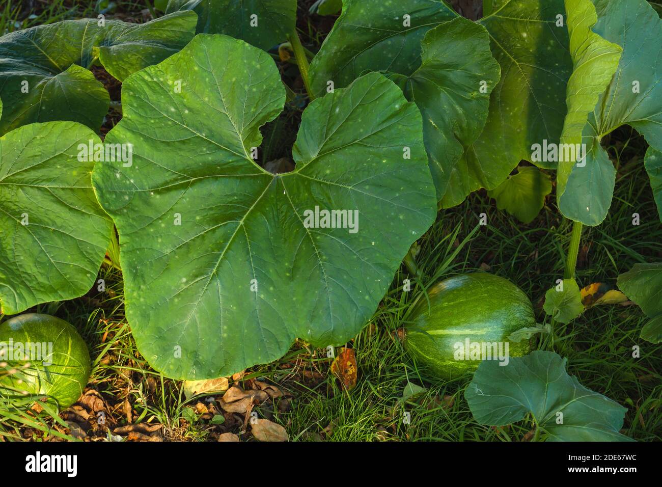 Calabaza Winter Squash Pflanze mit großen grünen Blättern und Pflanzen Wachstum Stockfoto