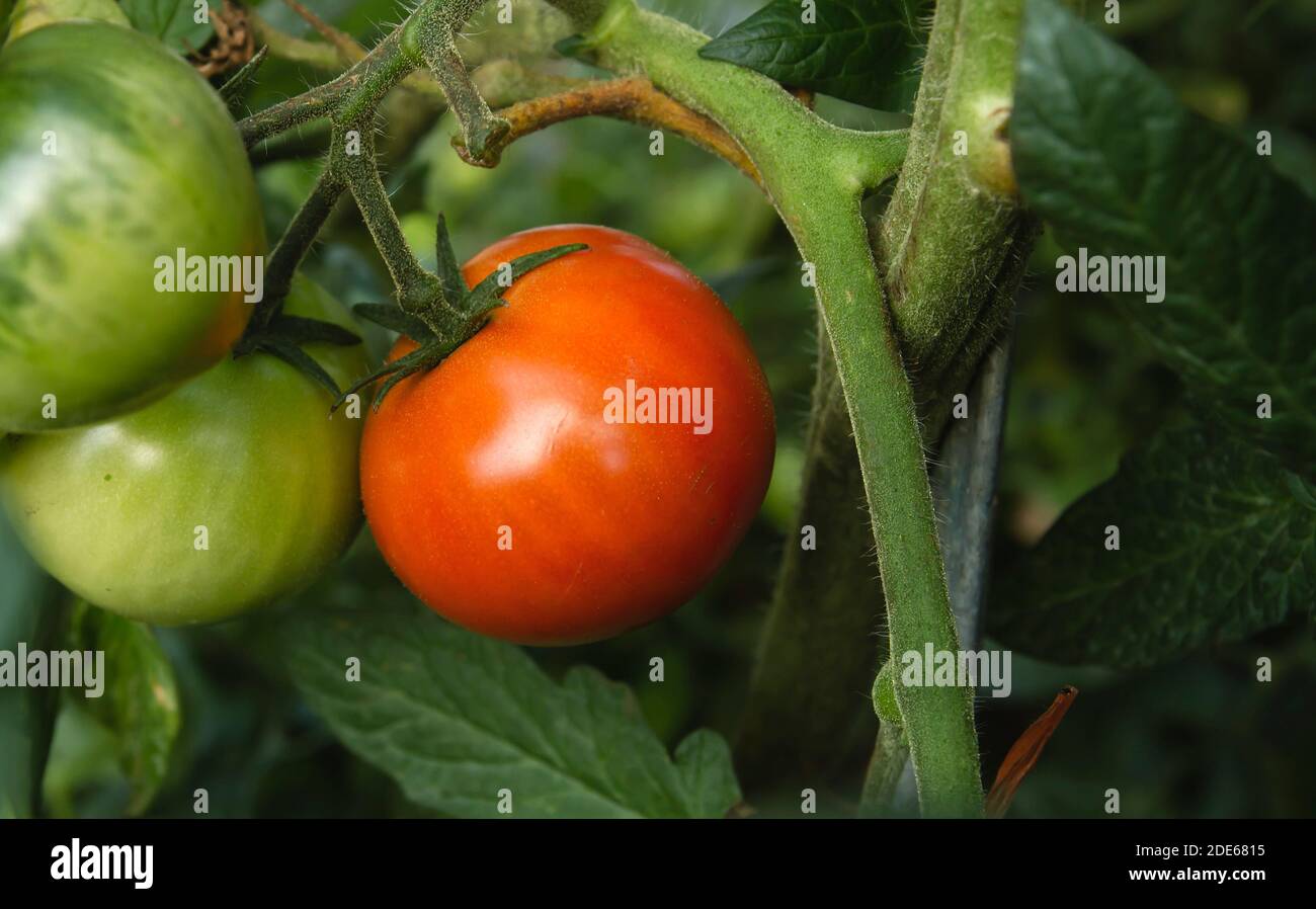 Reife rote Tomaten wachsen im Küchengarten Stockfoto