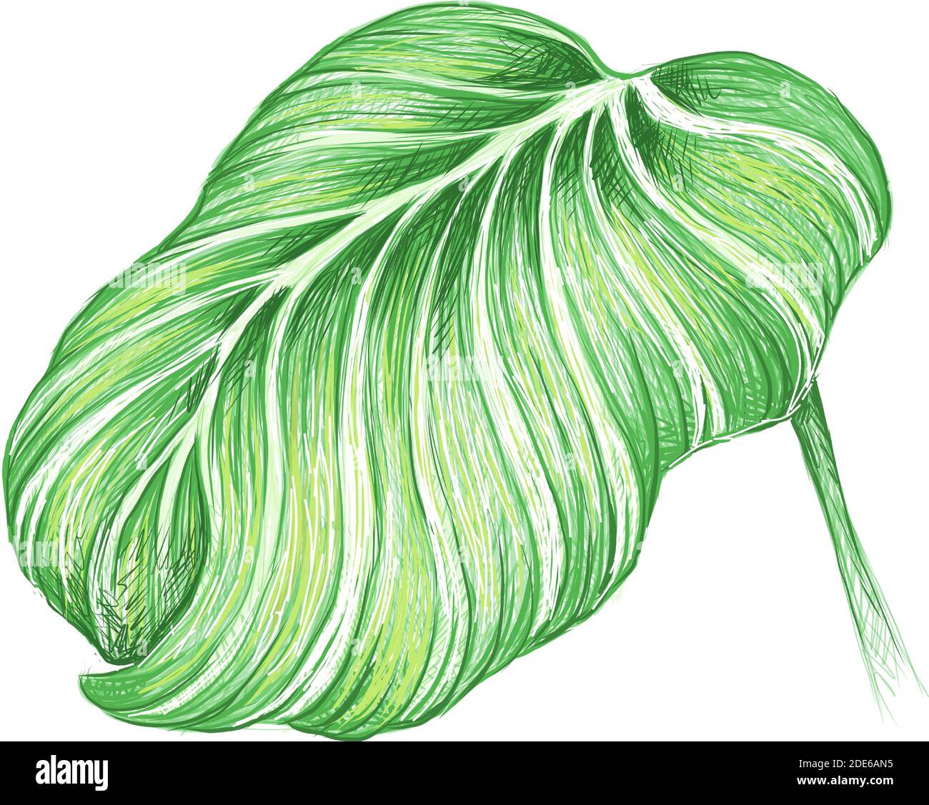 Illustration der schönen Calathea Orbifolia, Kathedrale Fenster oder Pfauenpflanze für Gartendekoration Stock Vektor