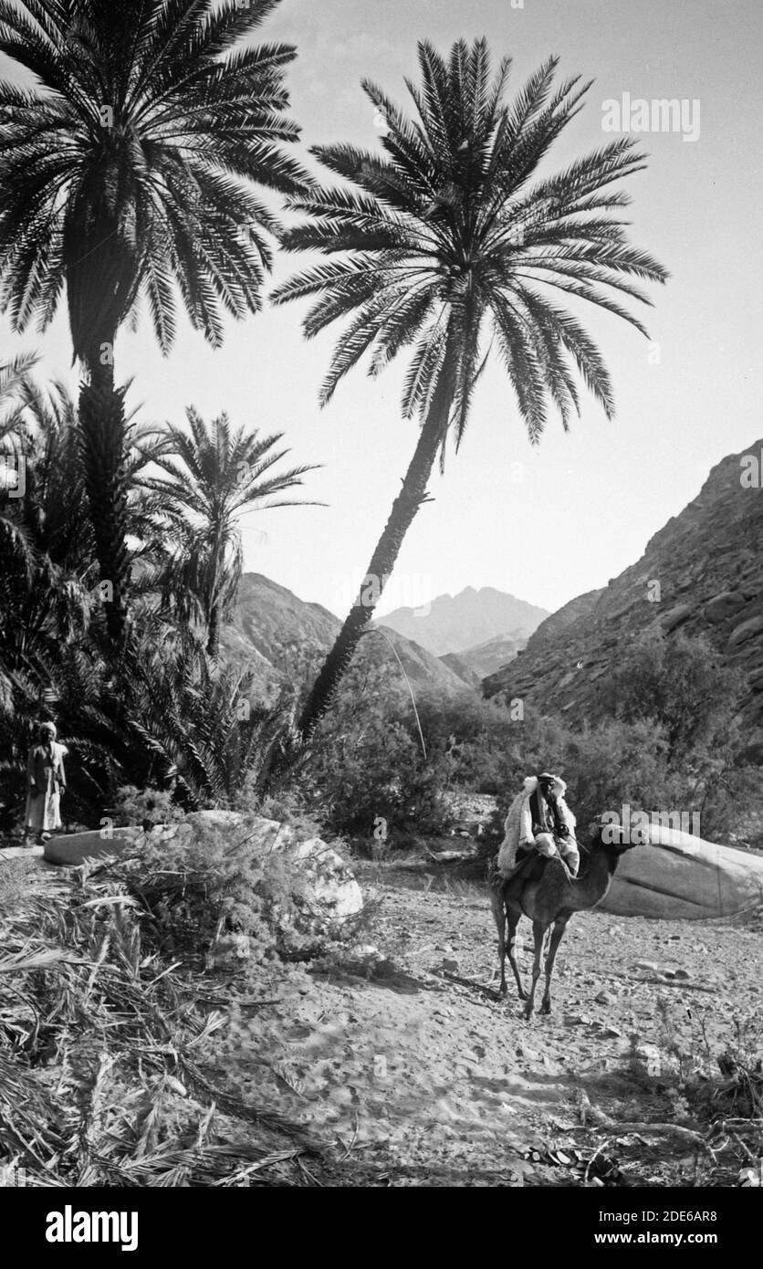 Middle East History - Sinai über das Rote Meer Tor und Wady Hebran. Malerischer Palmenhain in Wady Hebran. Stockfoto