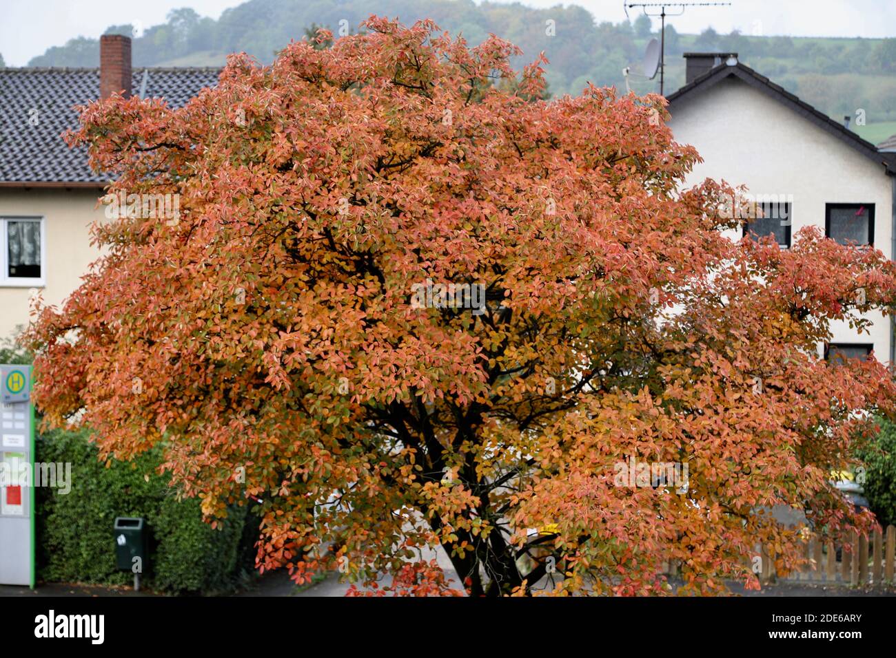 Baum im Herbst Stockfoto