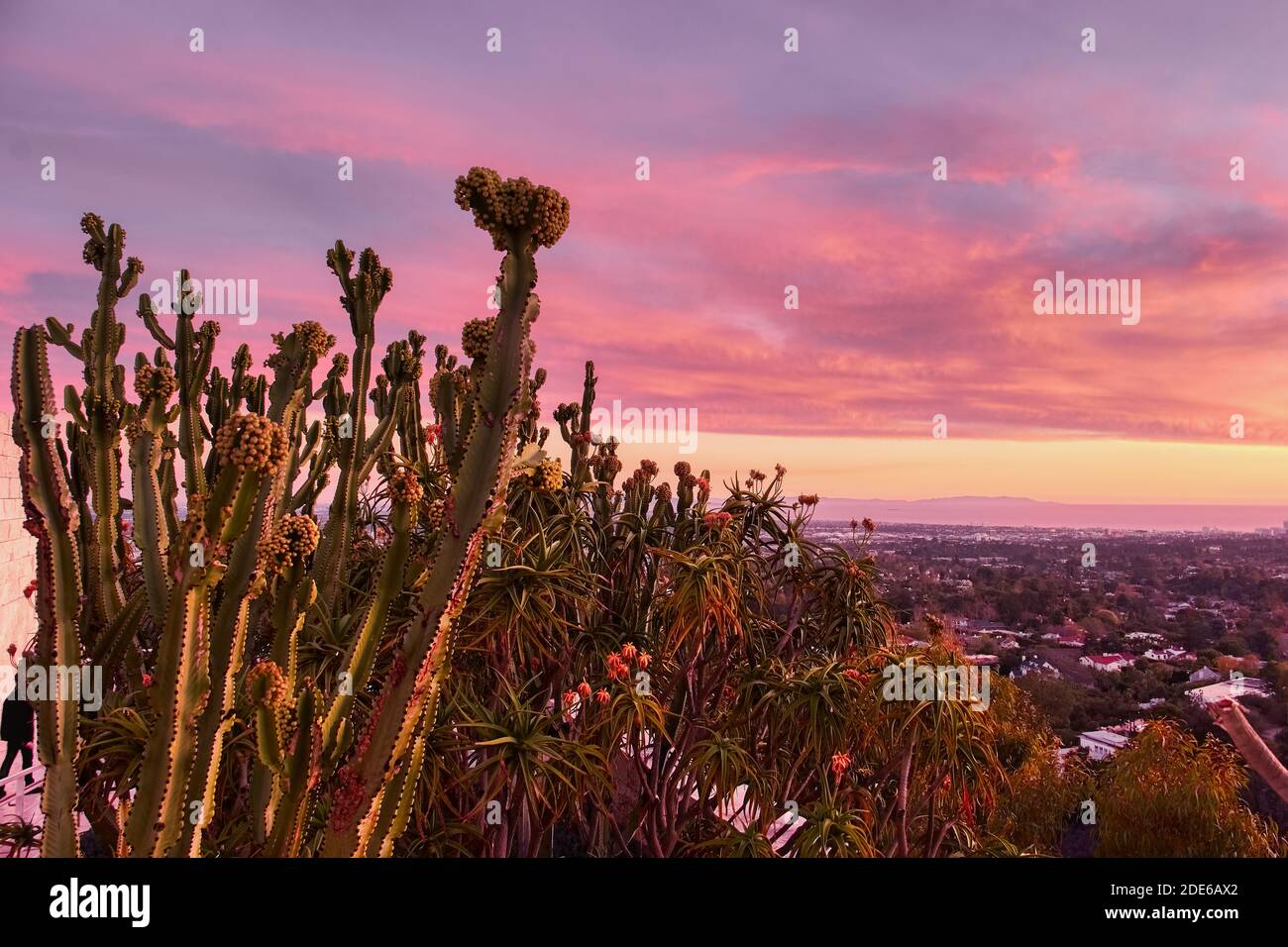 Sonnenuntergangsansicht von Los Angeles, eingerahmt von Kakteen aus den Gärten des Getty Center, Los Angeles, USA Stockfoto