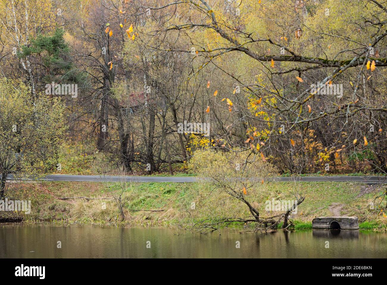 Herbstlandschaft mit Laubwald am Ufer des Teich Stockfoto