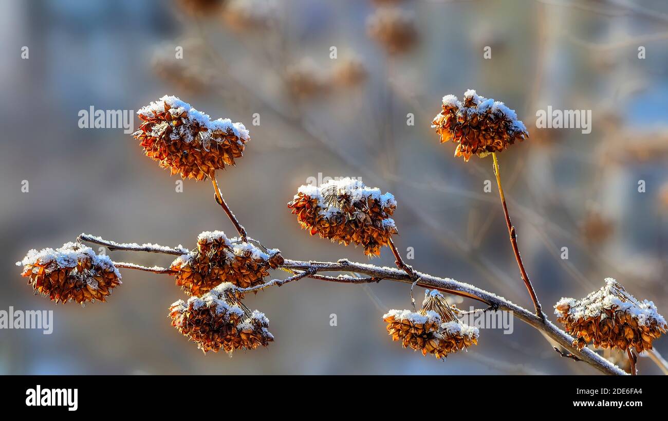 Goldene trockene Blumen aus Samengefäßen auf Buschzweigen schneebedeckt - natürliche weihnachtsdekoration des Winterparks. Schönes Detail der Winternatur auf b Stockfoto