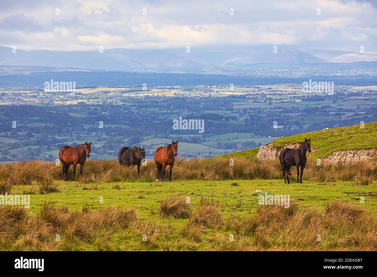 Landschaftsbild von Pferden auf Moorland, Stainmore, Cumbria, England, Großbritannien. Stockfoto