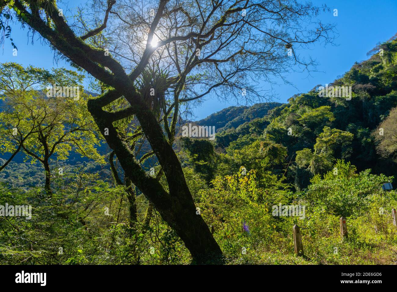 Fahrt durch den Nebelwald entlang der N 2 zwischen Jujuy und Salta, Nordwest-Argentinien, Lateinamerika Stockfoto