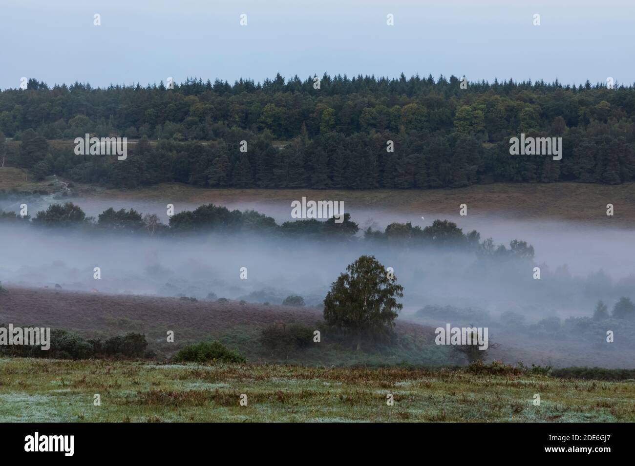 England, Hampshire, New Forest, Early Morning View mit Nebel Stockfoto