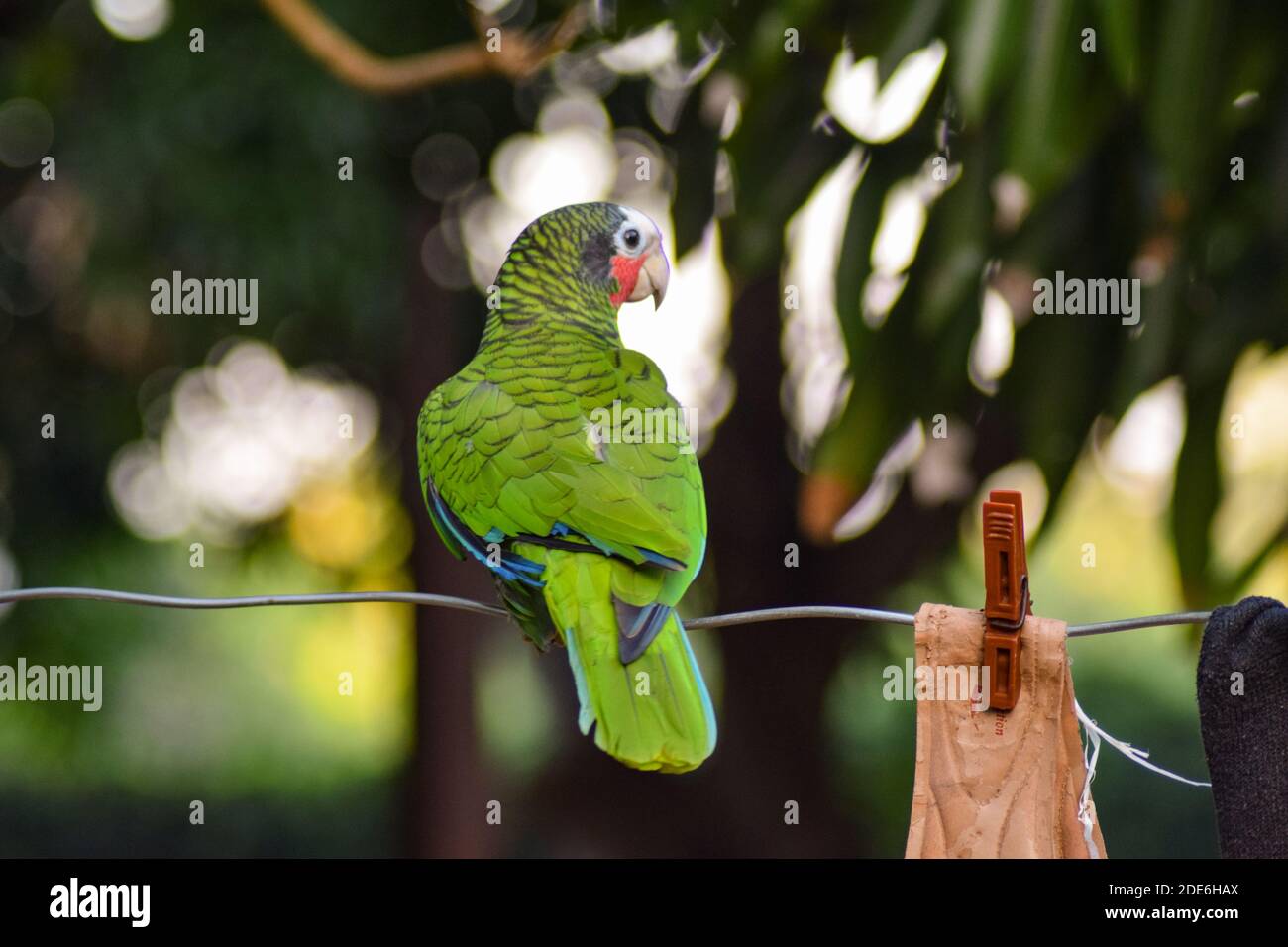 Kubanischer Amazonaspapagei (Amazona leucocephala) / Kubanischer Papagei / Rosekehlpapagei saß auf einer Wäscheleine einer Farm im Osten Kubas Stockfoto