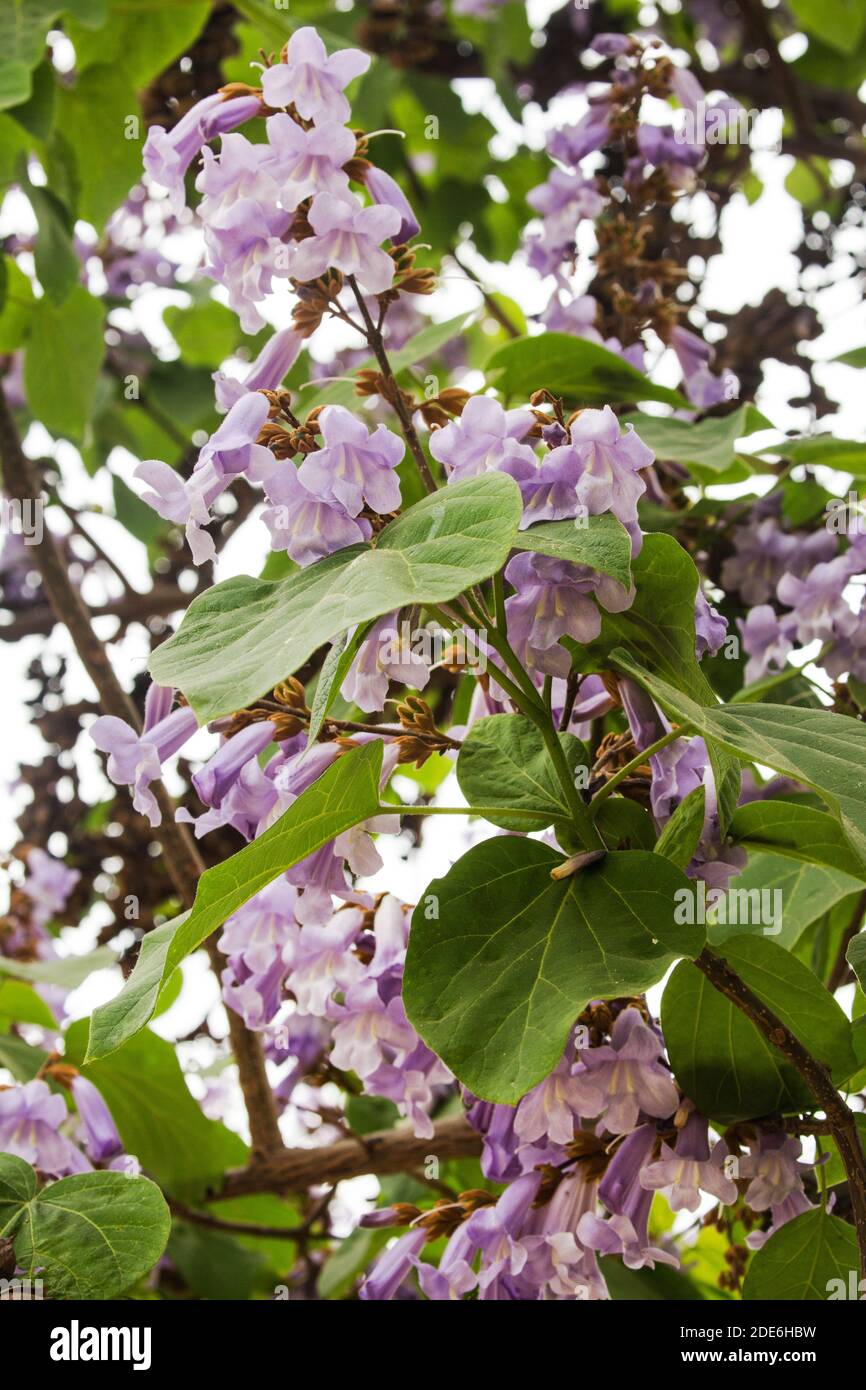 Violette Blüten eines Catalpa-Baumes, Santiago, Chile Stockfoto