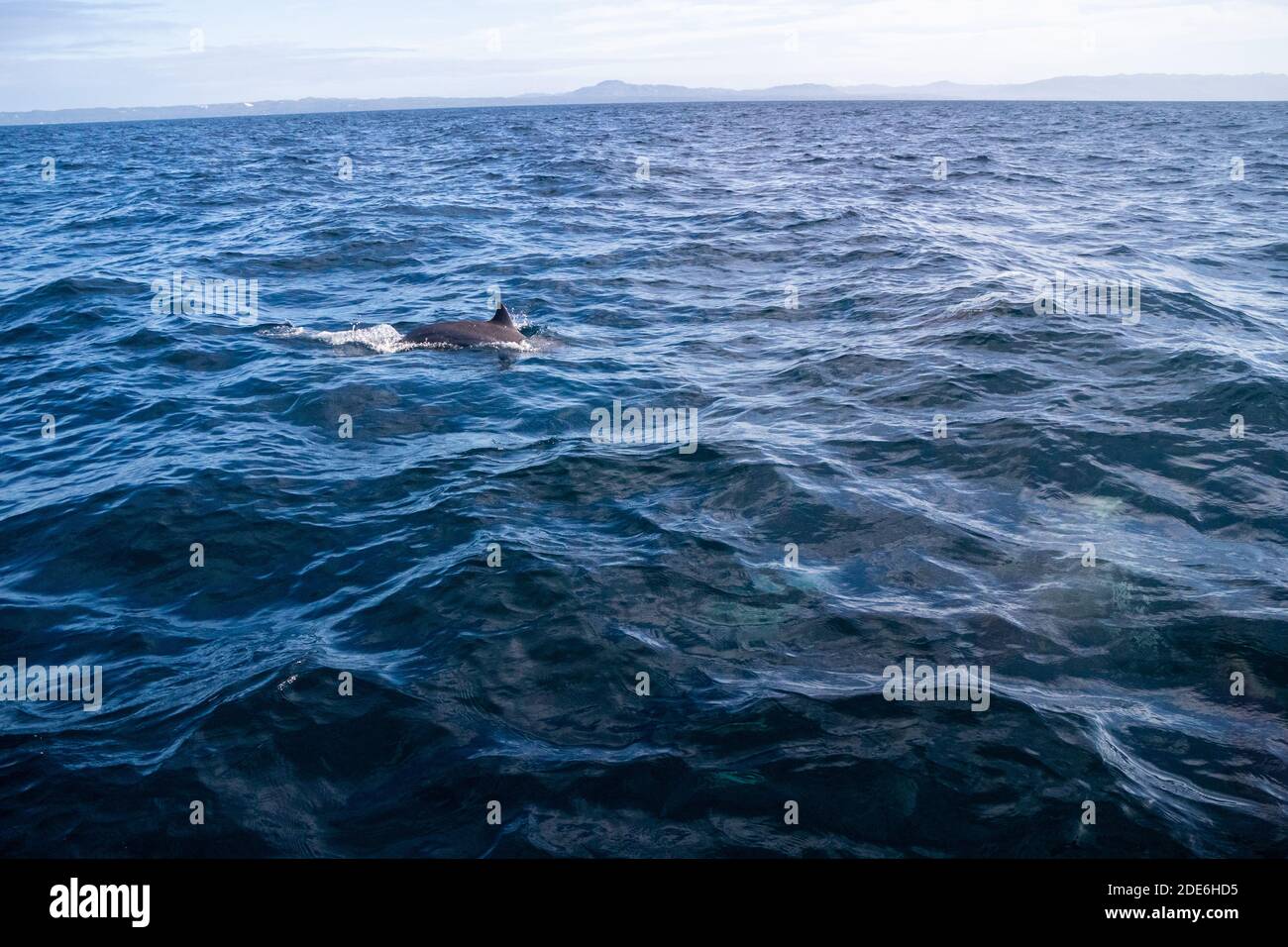 Flaschennasen-Delfine in Bohol, Philippinen Stockfoto