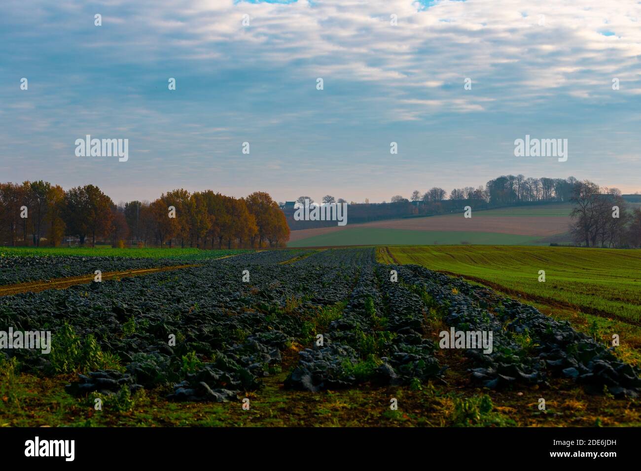 Erstaunlicher farbenprächtiger Sonnenaufgang mit Wolken wie Punkte am Himmel und dem Tau über den landwirtschaftlichen Feldern in Riemst bei Maastricht. Stockfoto