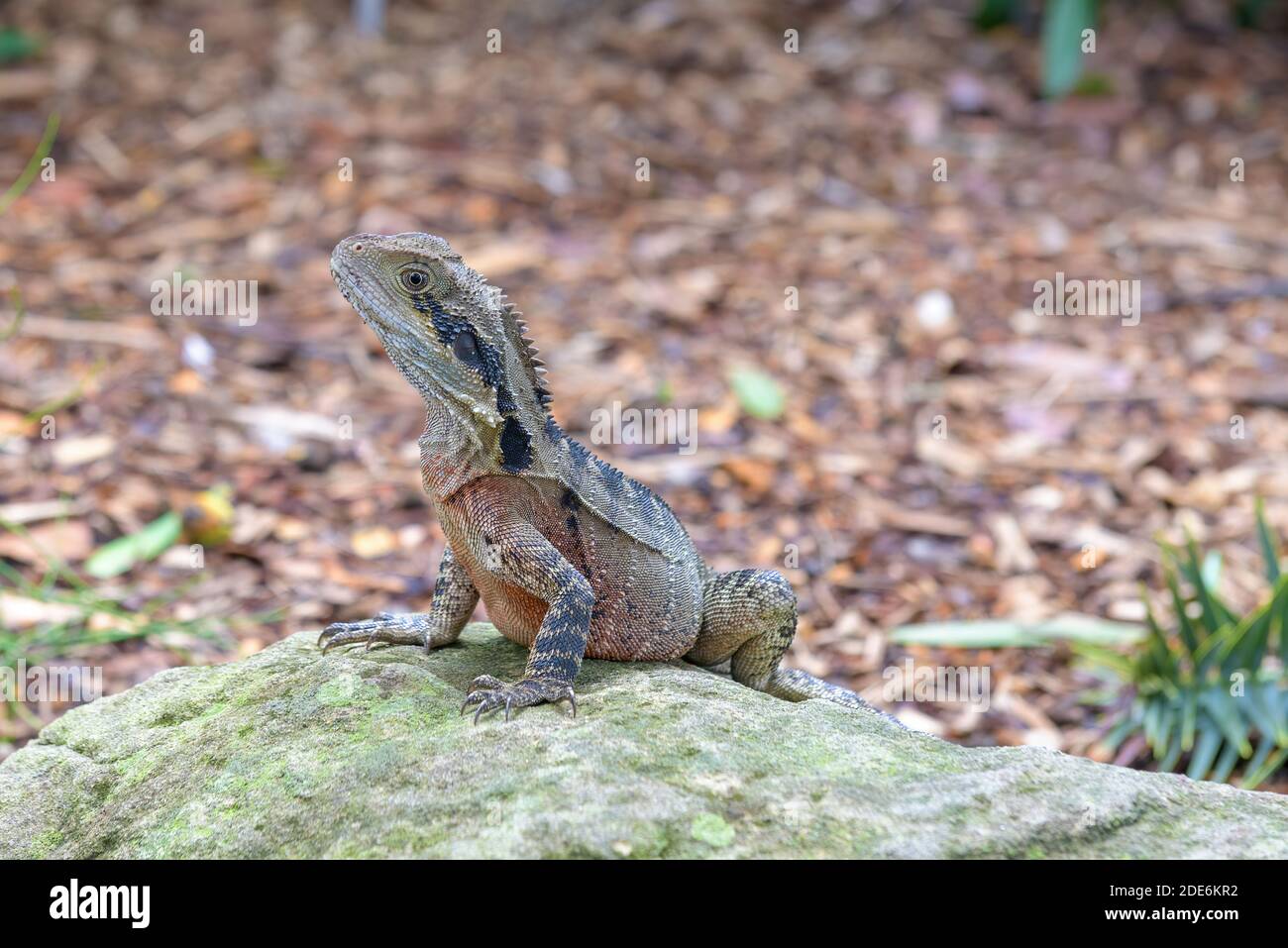 Schwarzer stachelschwanz leguan kopf -Fotos und -Bildmaterial in hoher ...