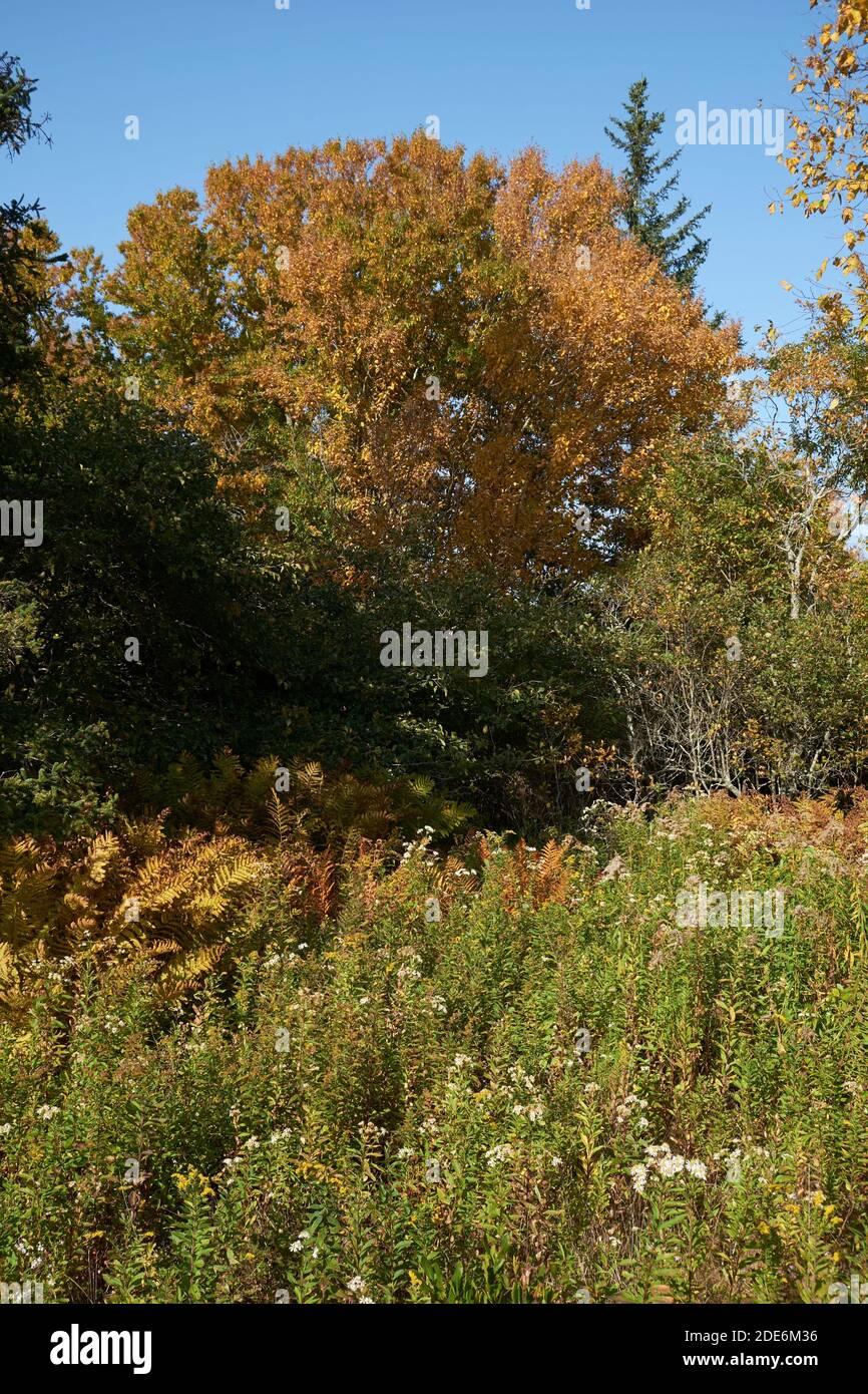 Eine Wiese mit Herbstfarben im Scott's Landing Preserve Naturpark auf Deer Isle, Maine. Stockfoto