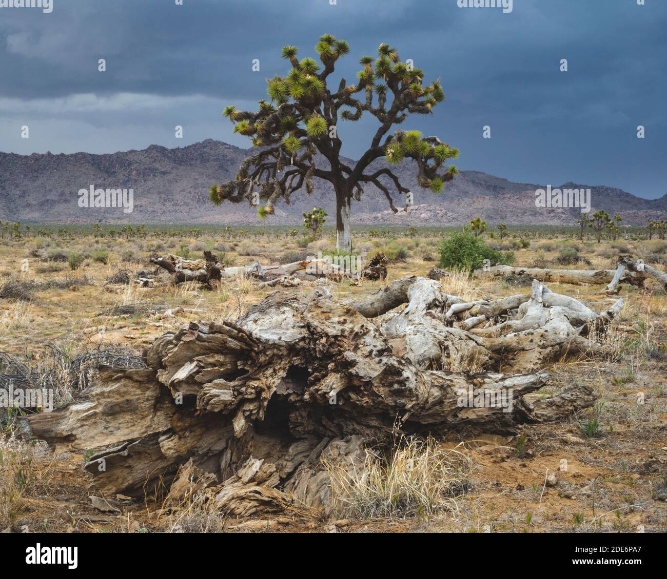 Sterbender joshua-Baum Stockfoto