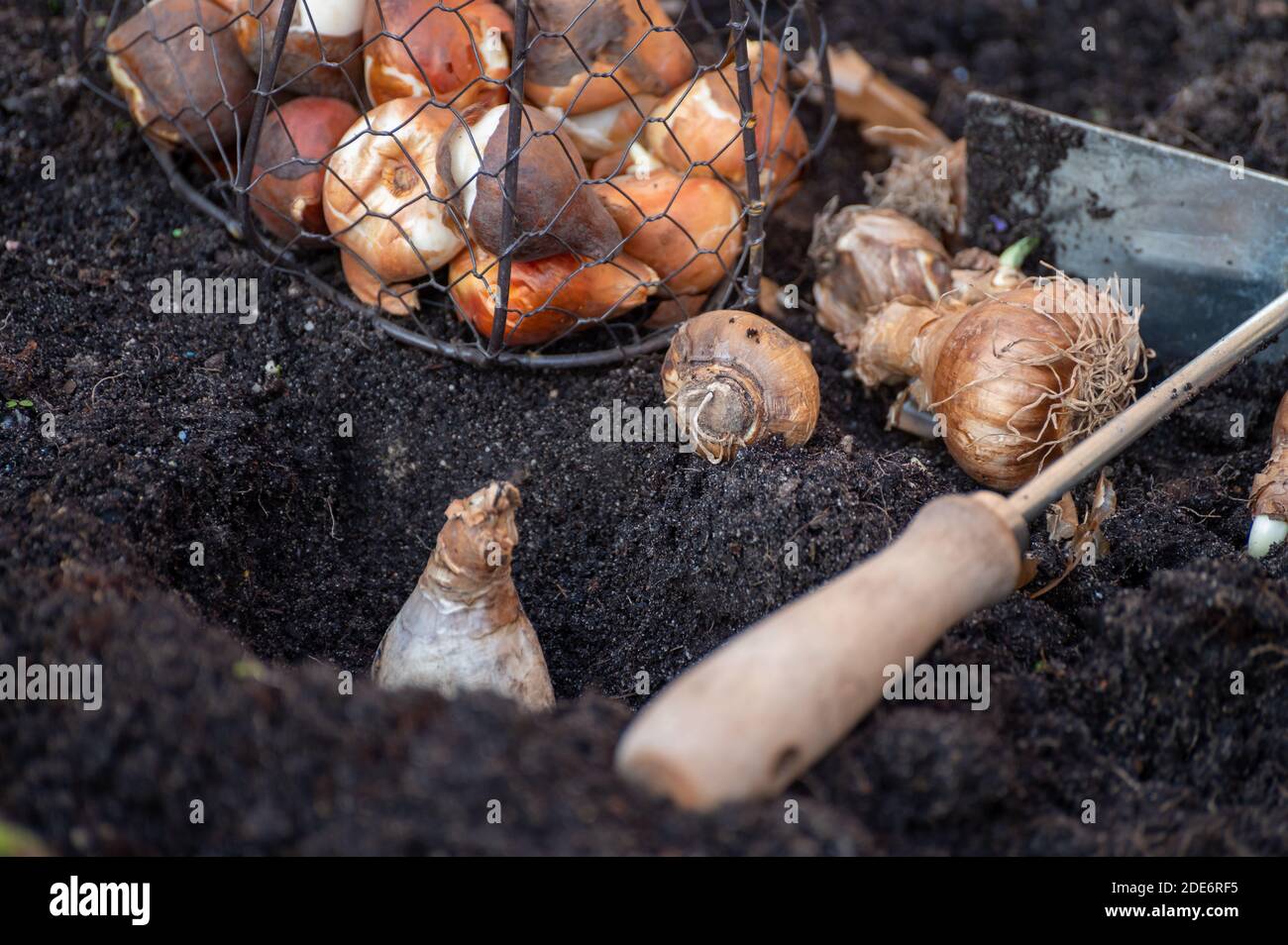 Herbstgarten arbeitet, Pflanzen im Boden Frühling Blumen Tulpen und Narzissen Stockfoto